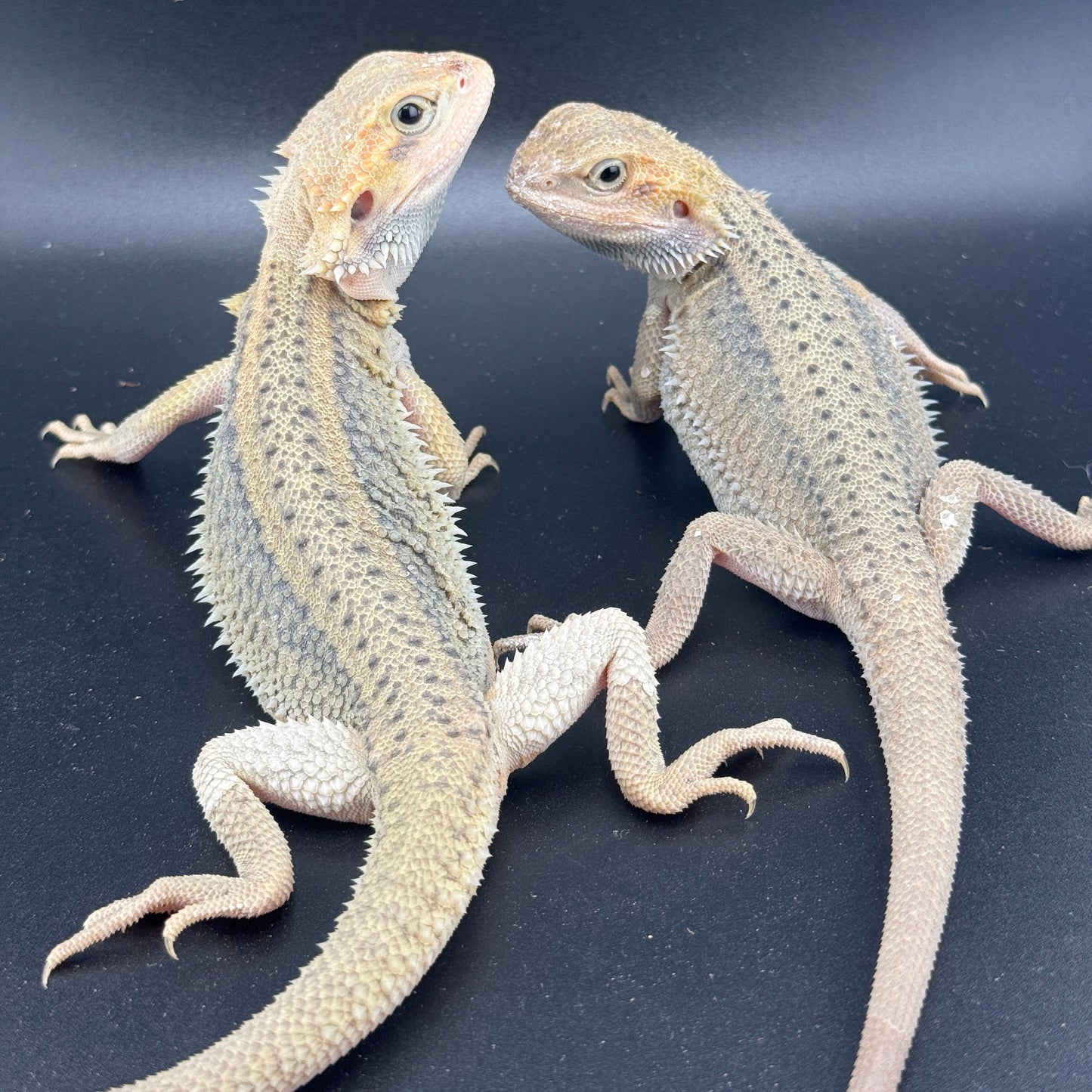 x2 Hypo Trans Thunderbolt Bearded Dragons