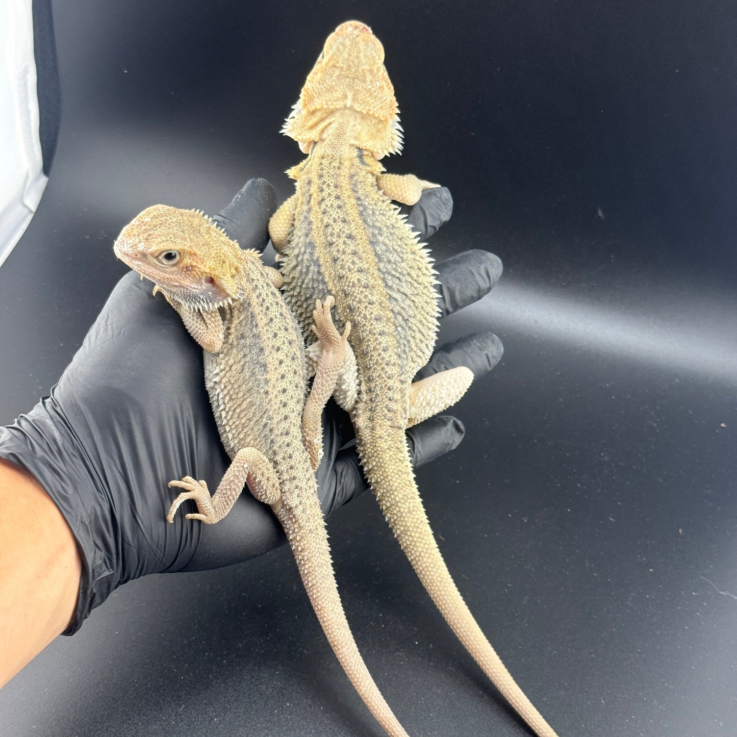 x2 Hypo Trans Thunderbolt Bearded Dragons