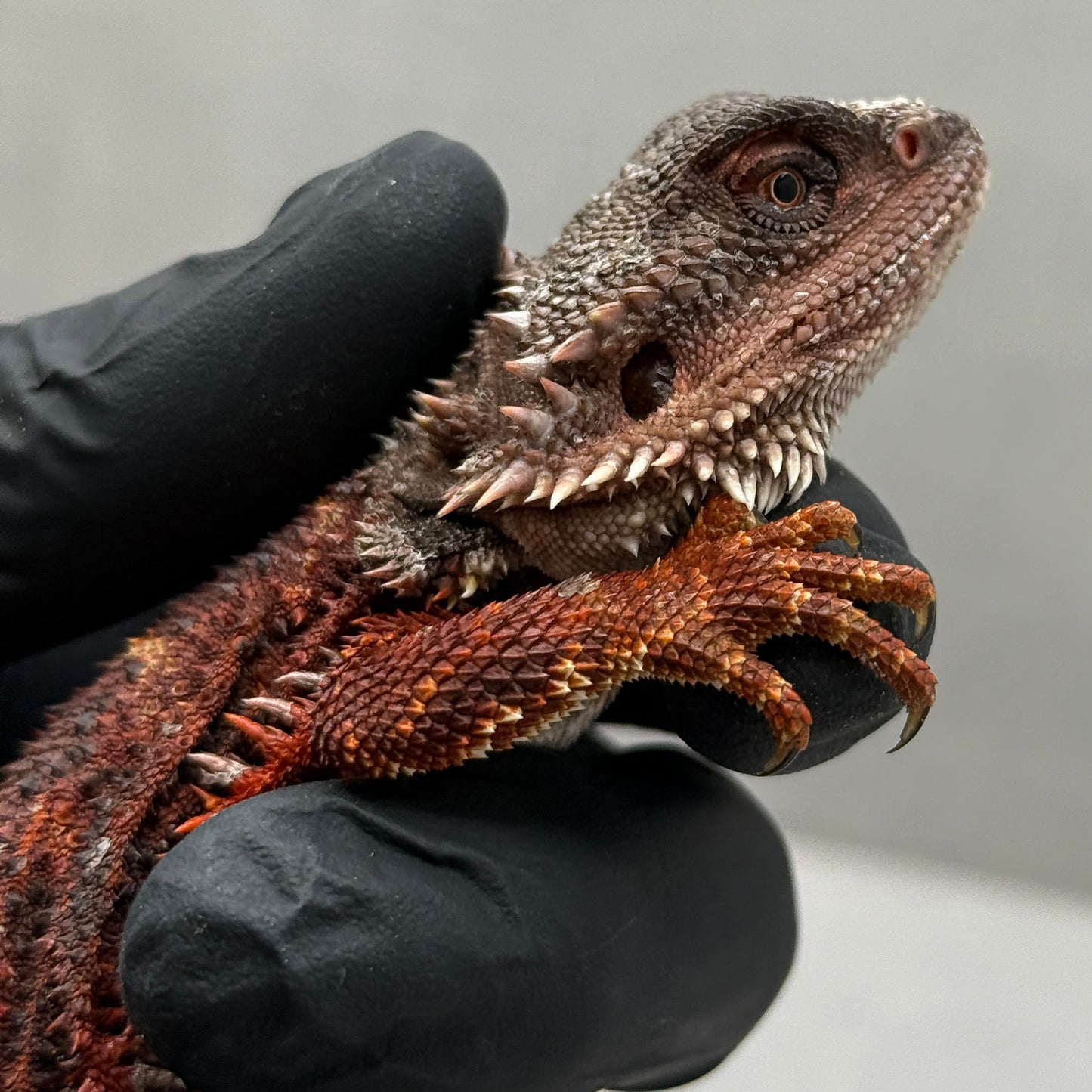 75% Red Monster Bearded Dragon 400