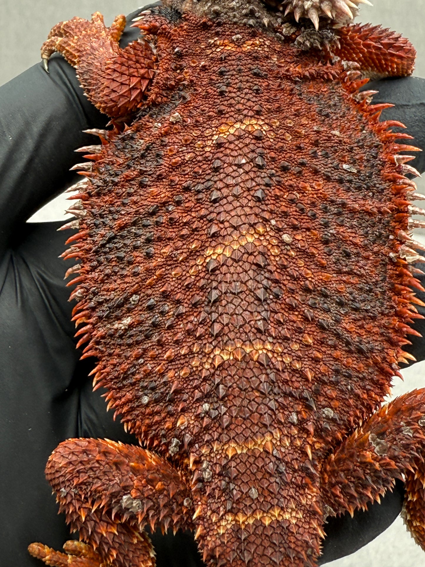 75% Red Monster Bearded Dragon 400