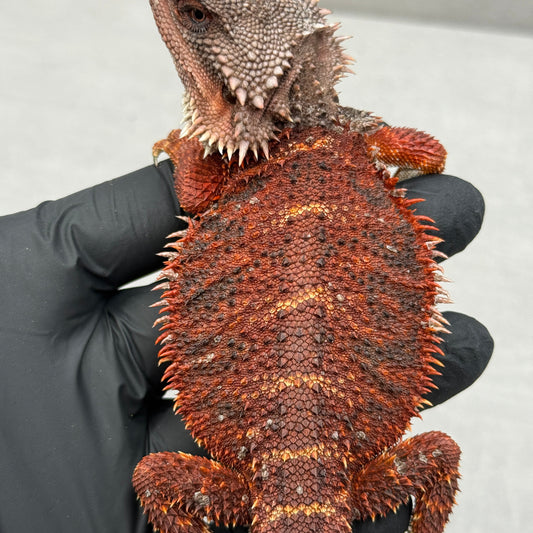 75% Red Monster Bearded Dragon 400