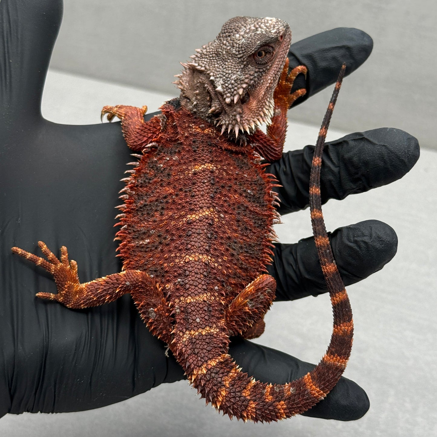 75% Red Monster Bearded Dragon 400
