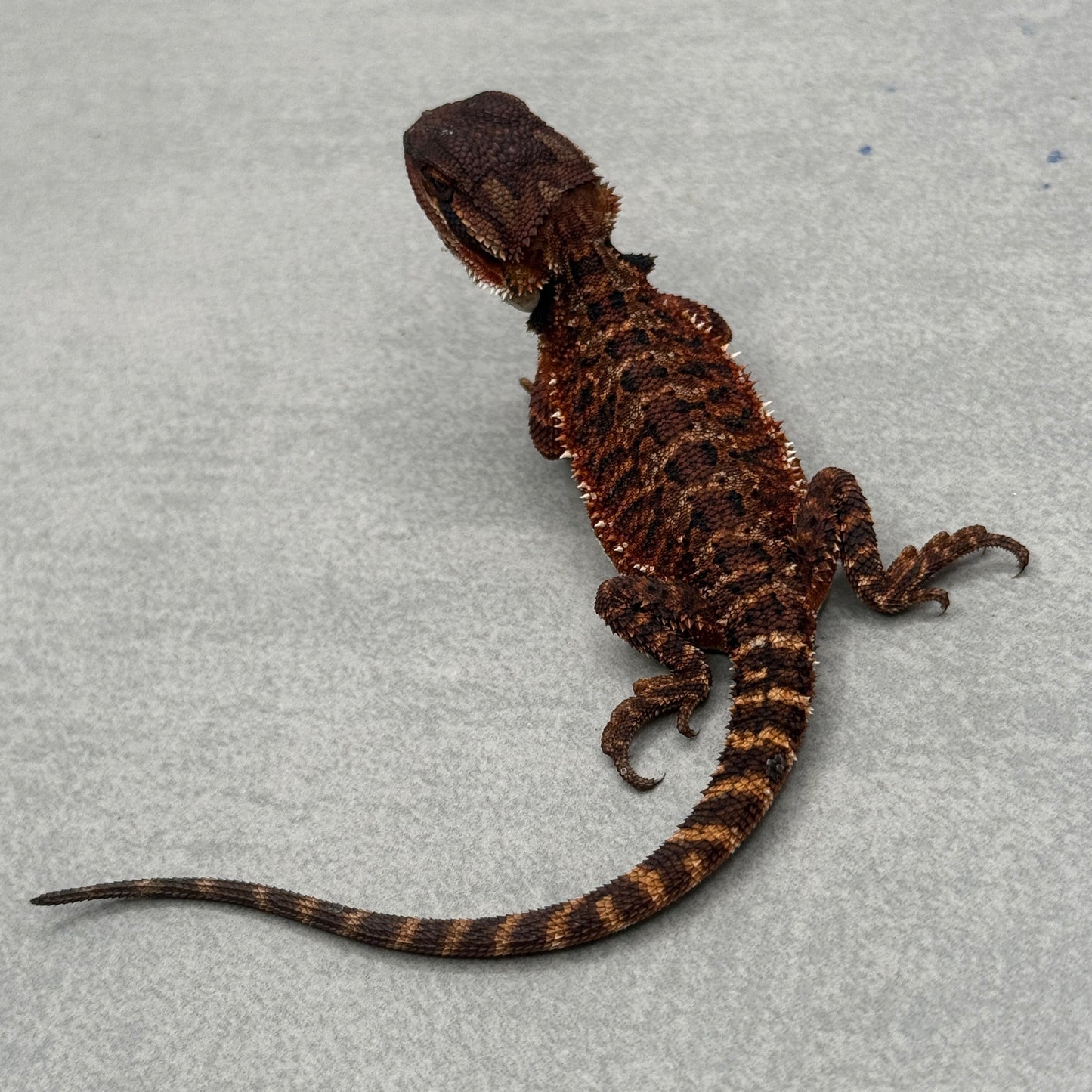 Red Monster poss het trans 915