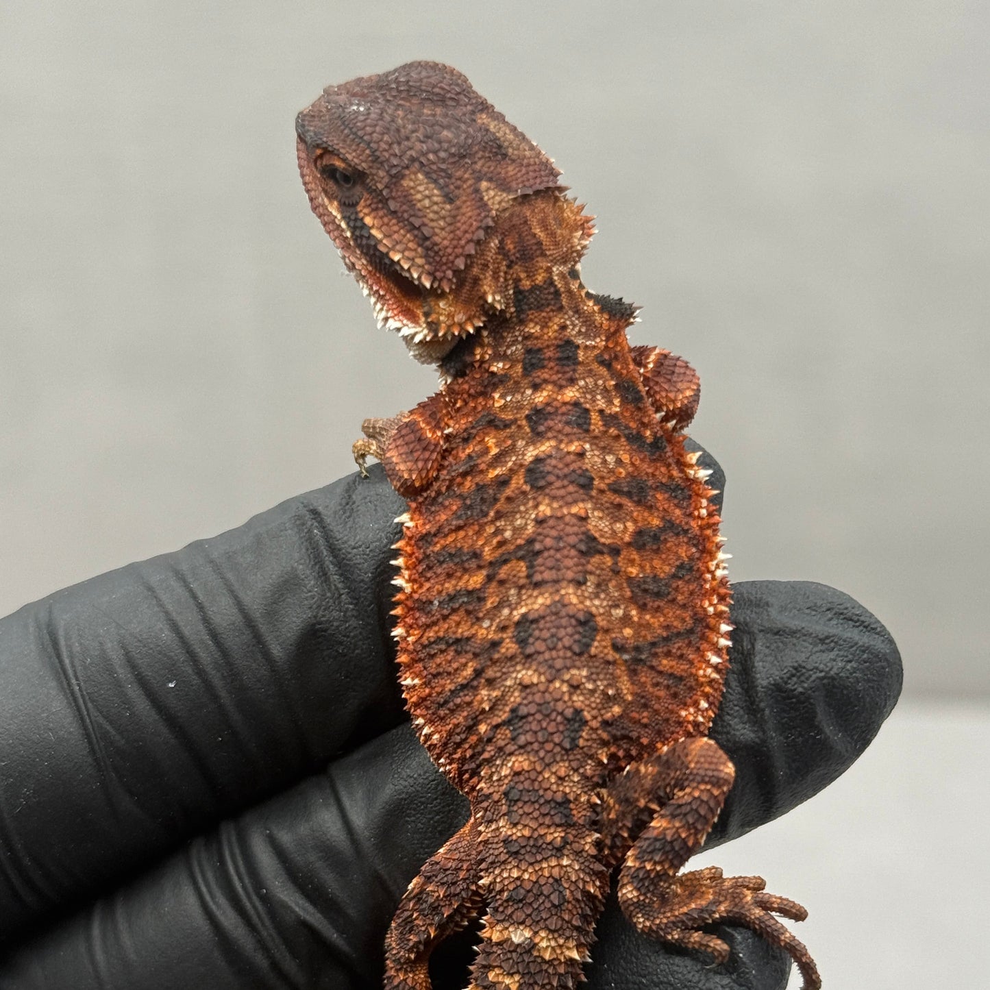 Red Monster poss het trans 915