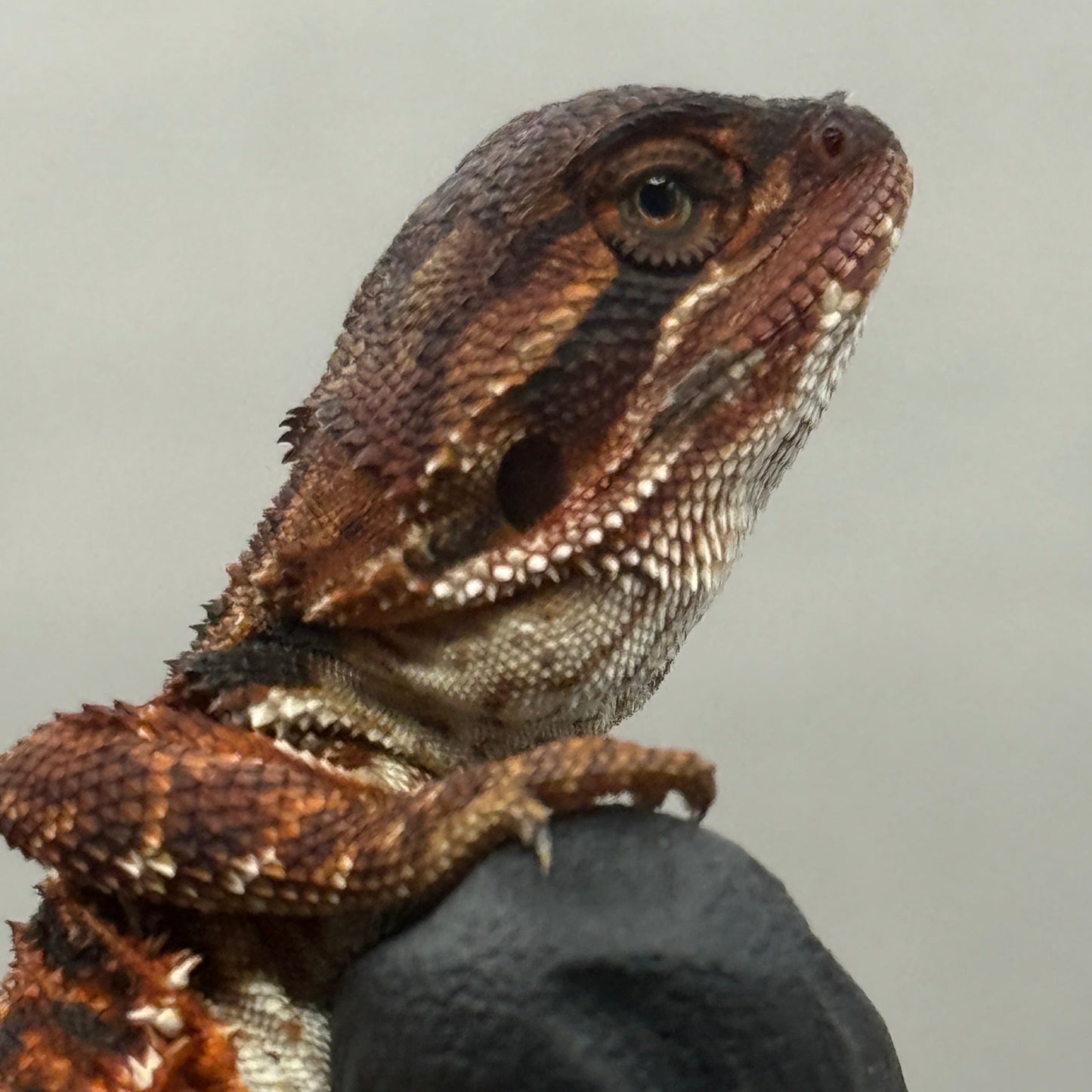 Red Monster poss het trans 915