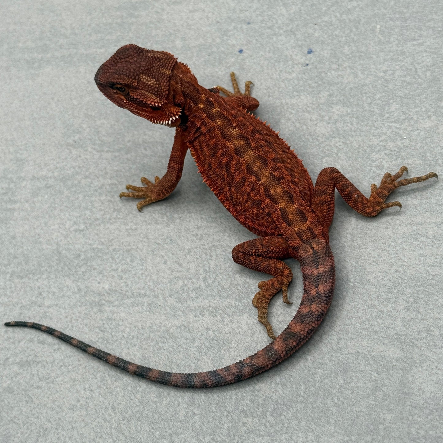 Dunner Leatherback 75% Red Monster poss het trans 916