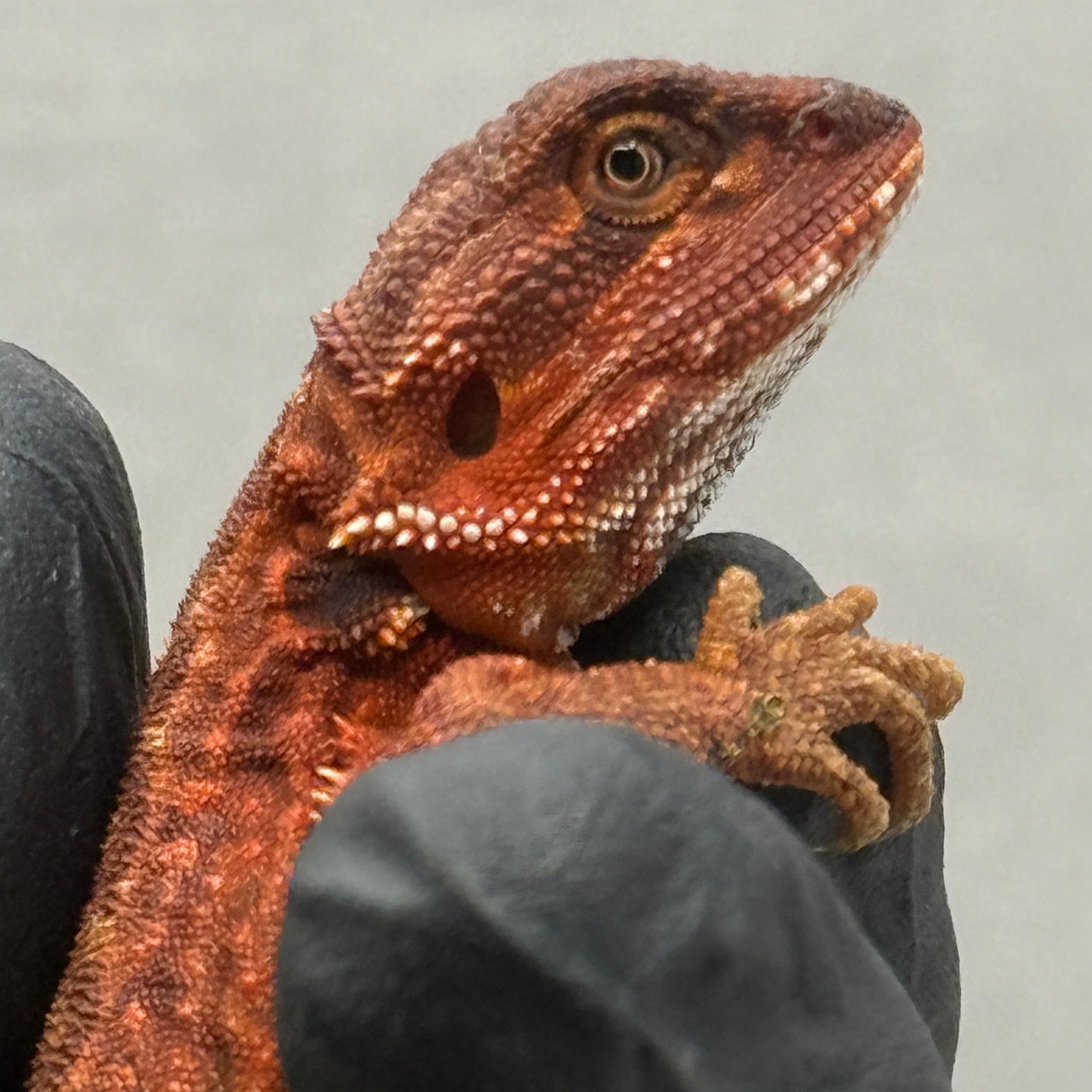Dunner Leatherback 75% Red Monster poss het trans 916