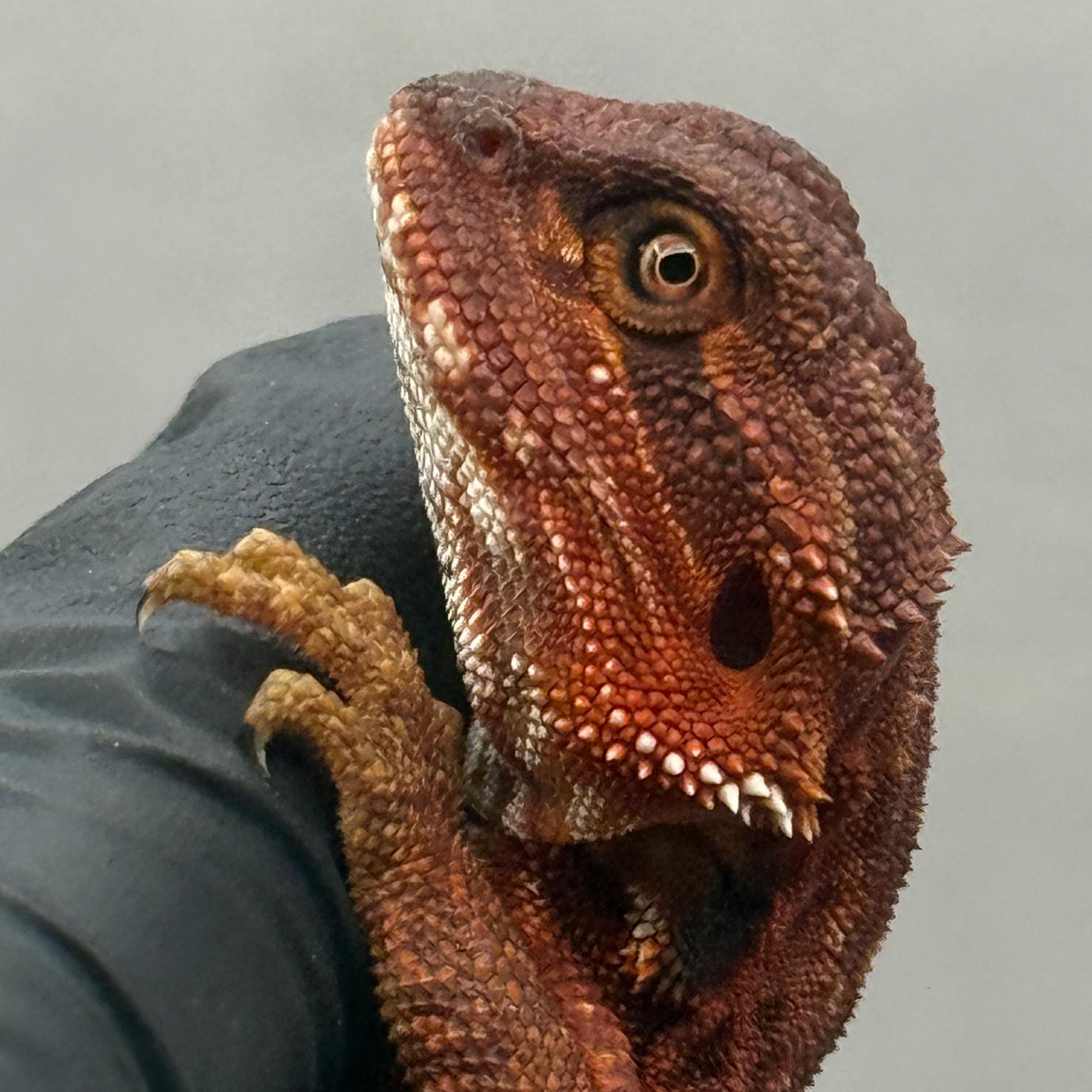Dunner Leatherback 75% Red Monster poss het trans 916