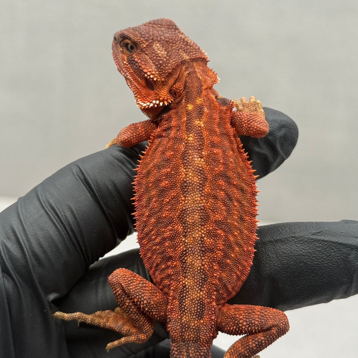 Dunner Leatherback 75% Red Monster poss het trans 916
