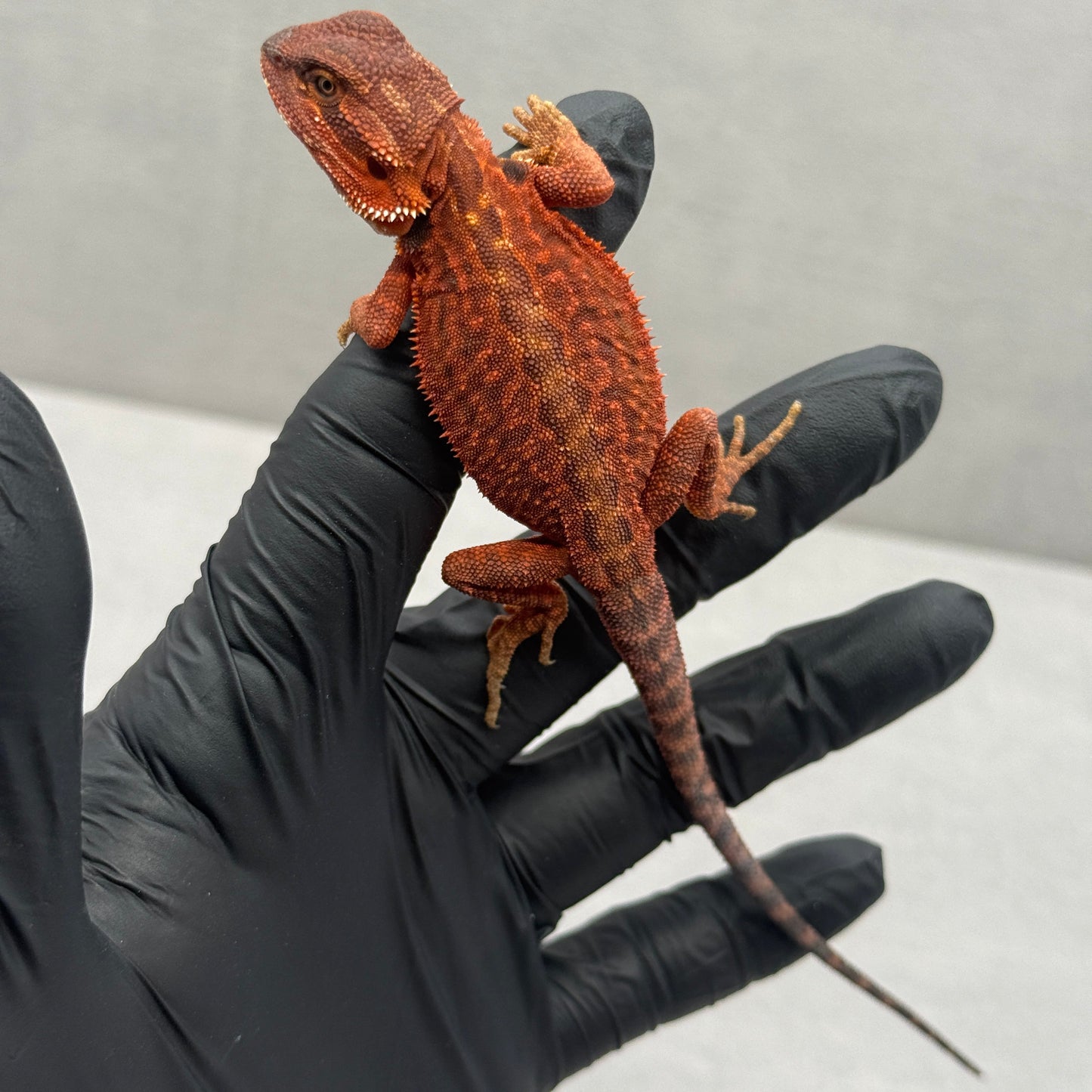 Dunner Leatherback 75% Red Monster poss het trans 916