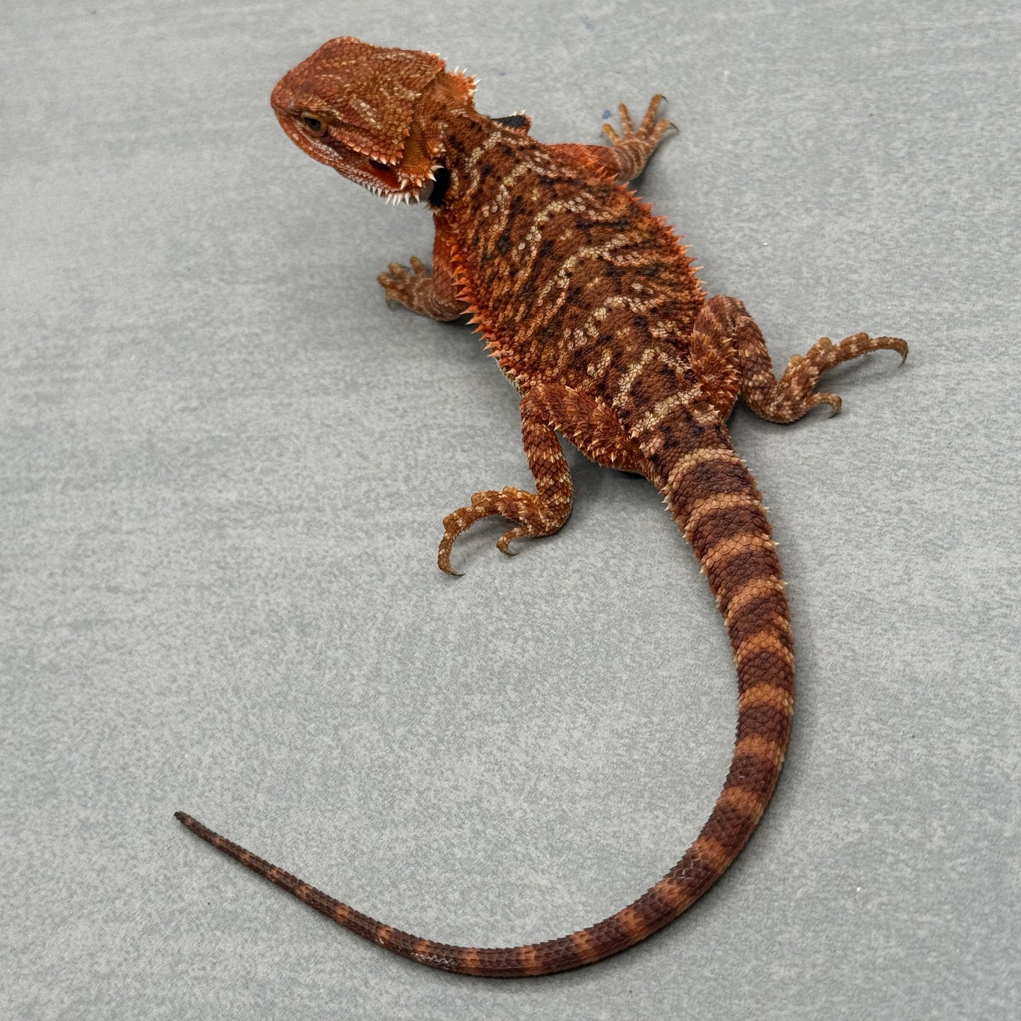 Red Bearded Dragon 690