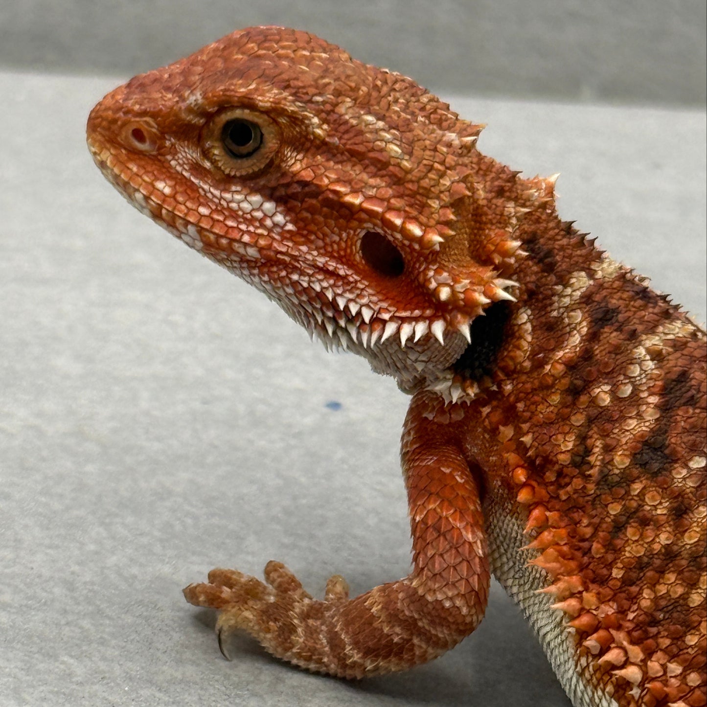 Red Bearded Dragon 690