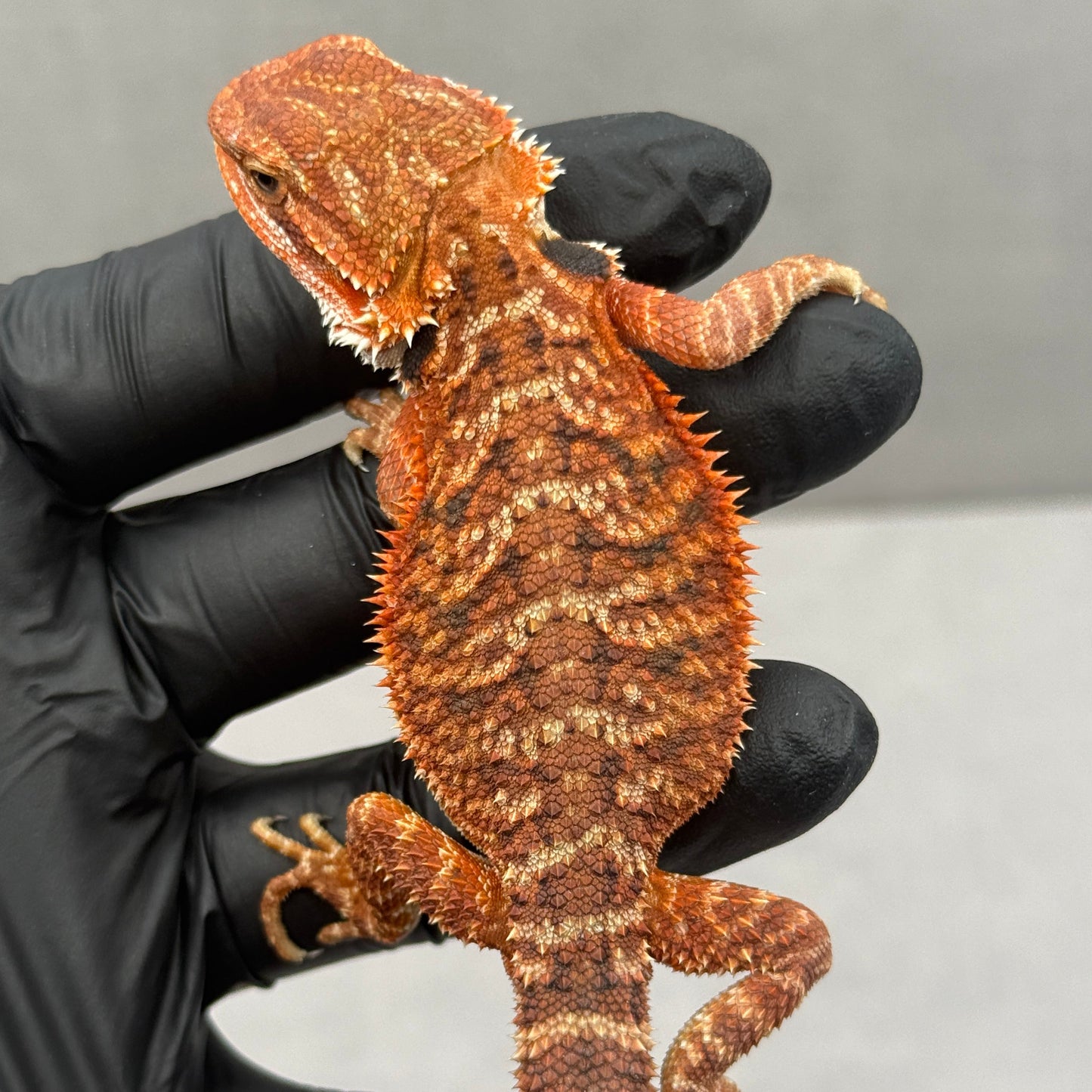 Red Bearded Dragon 690