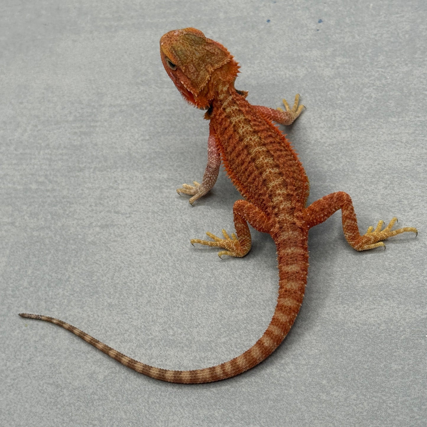Red Bearded Dragon 691