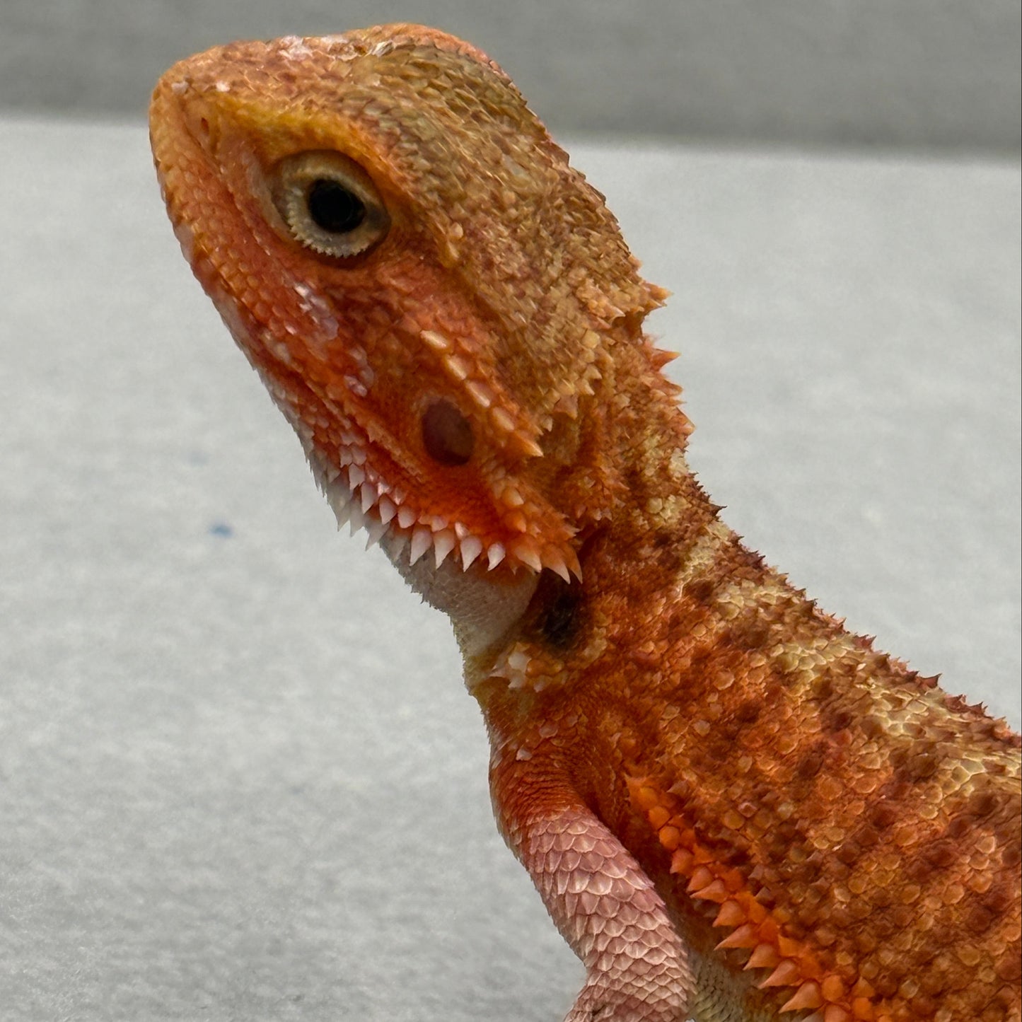 Red Bearded Dragon 691