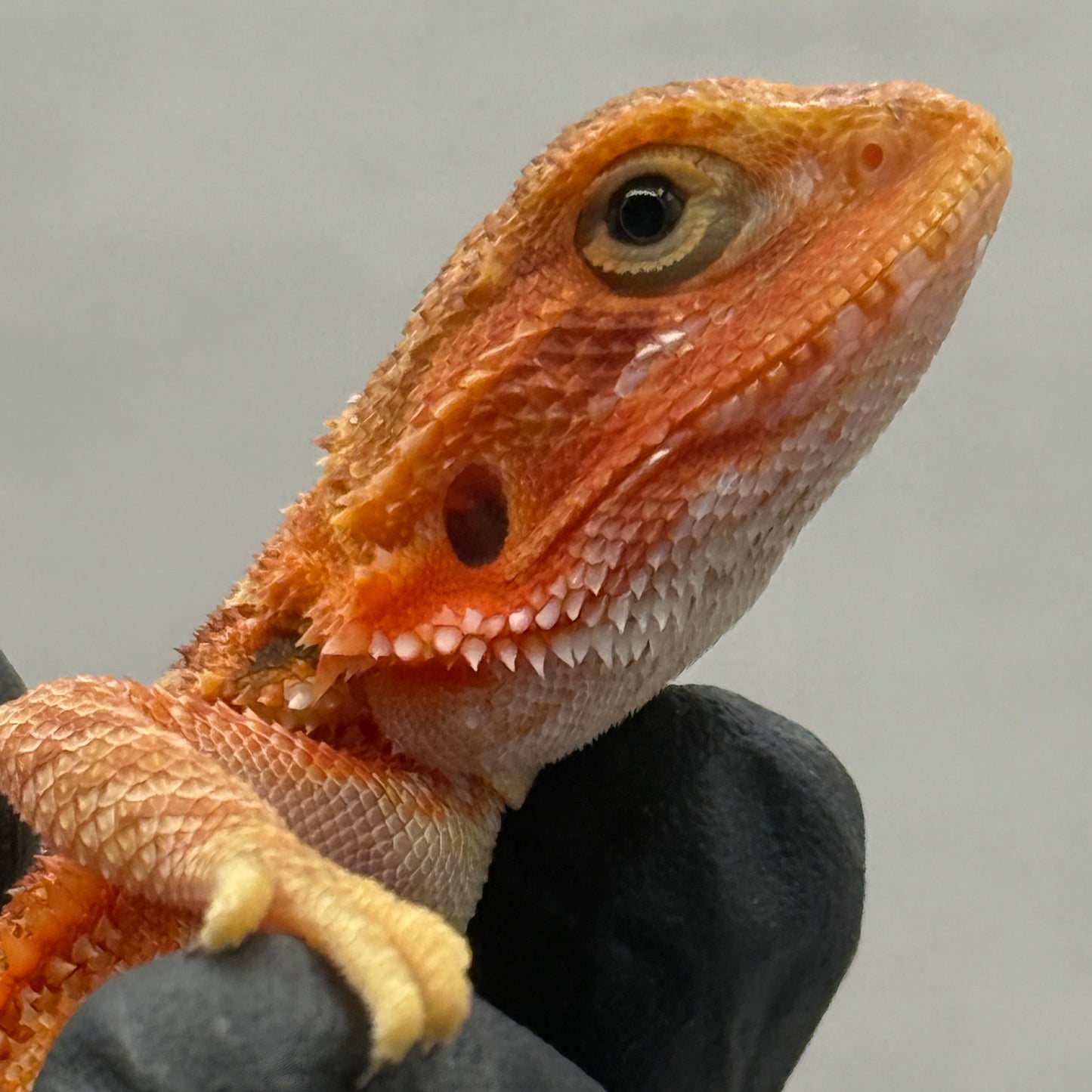 Red Bearded Dragon 691