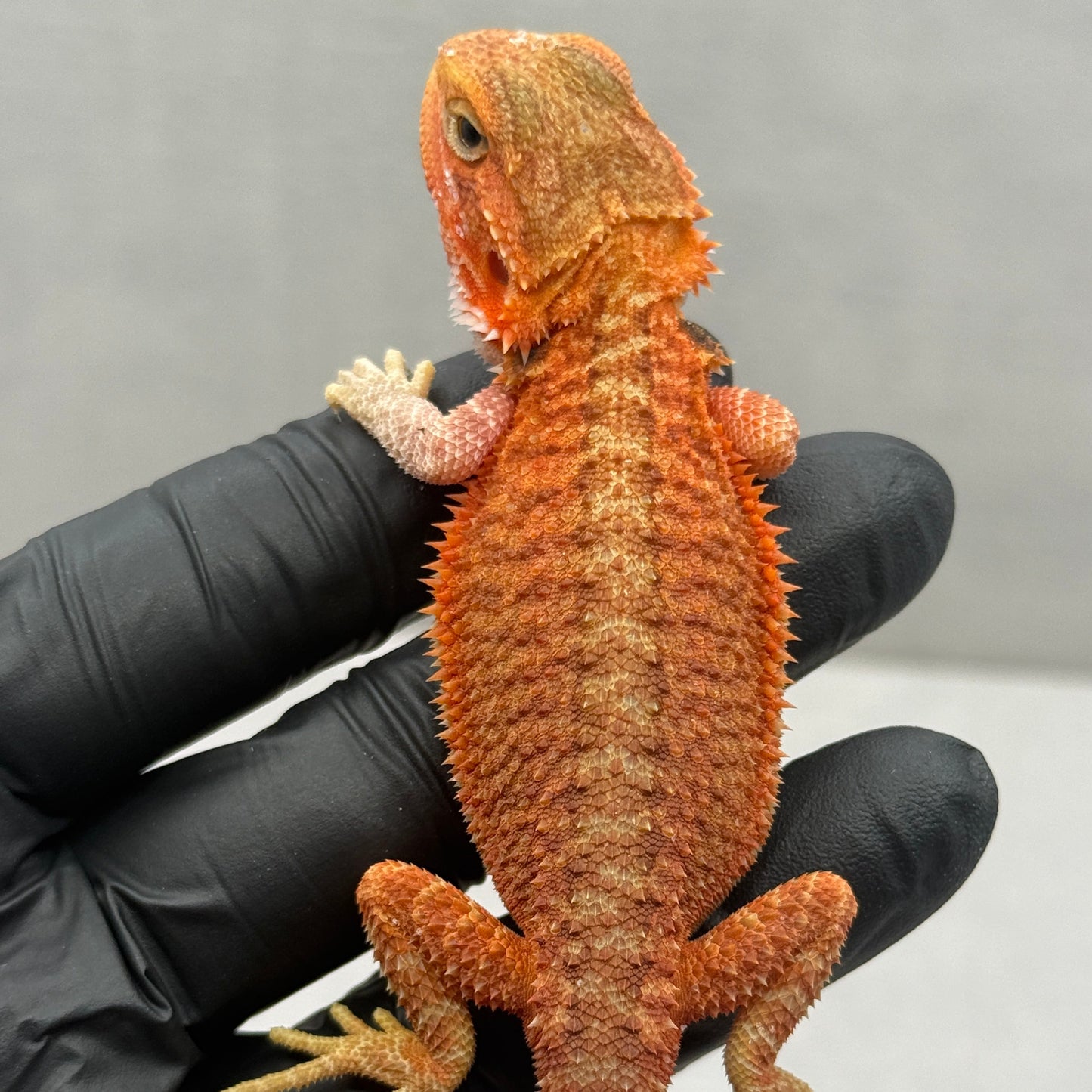 Red Bearded Dragon 691