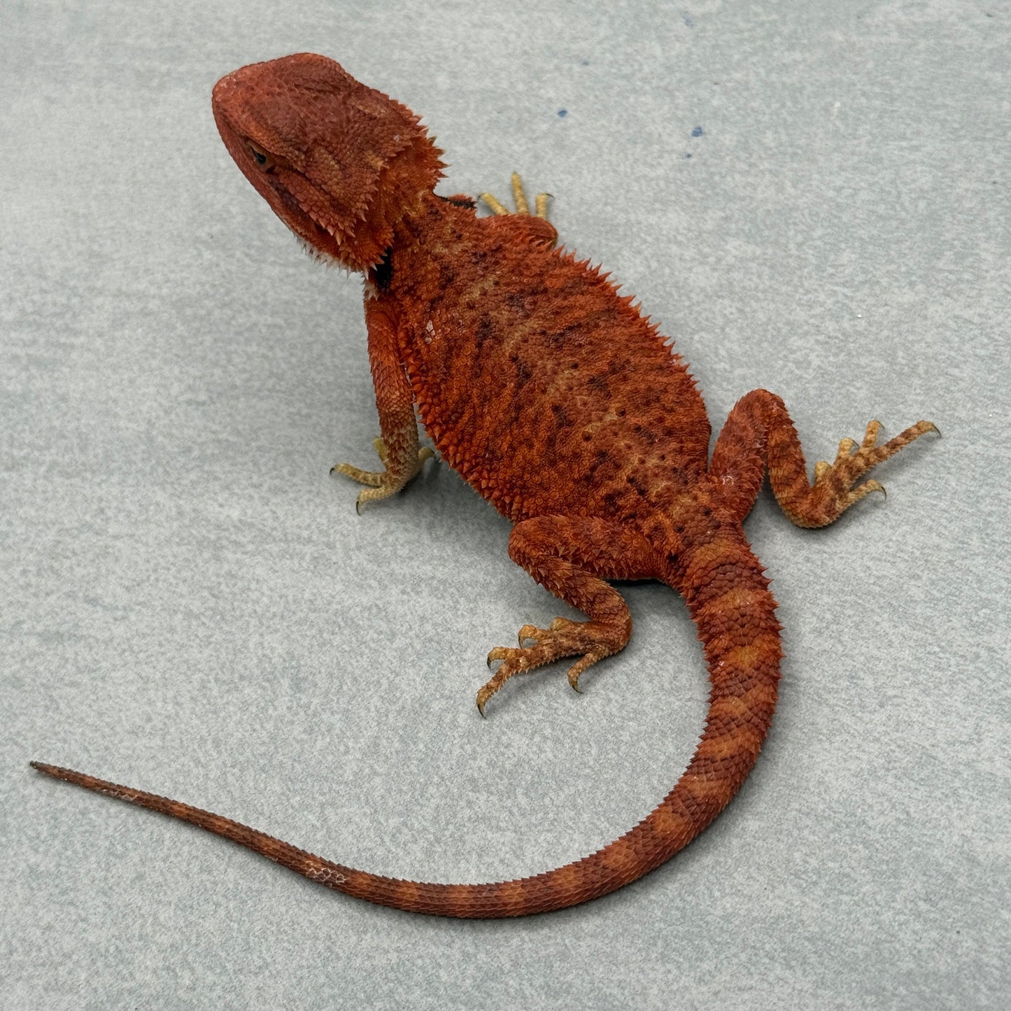 Red Bearded Dragon 692