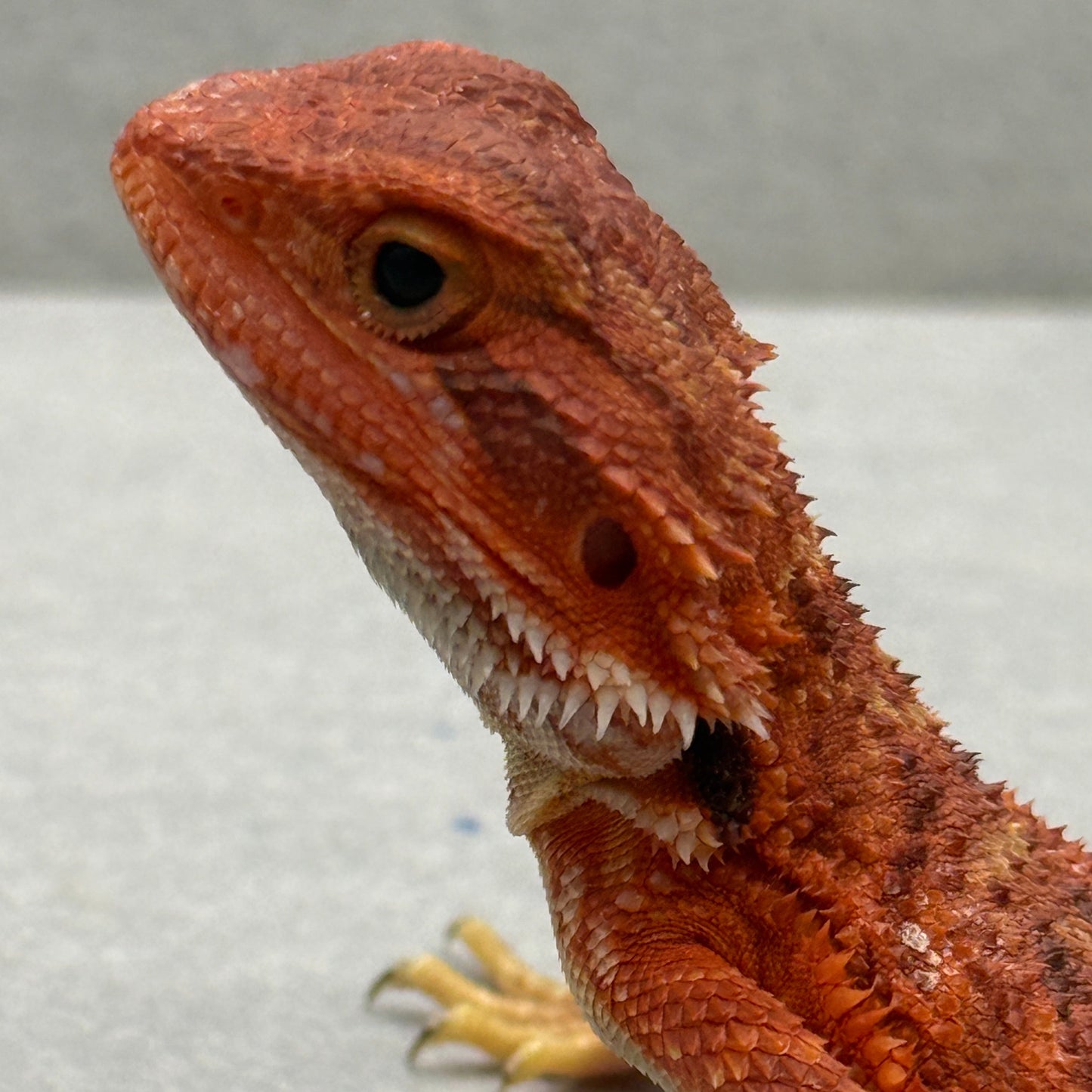 Red Bearded Dragon 692