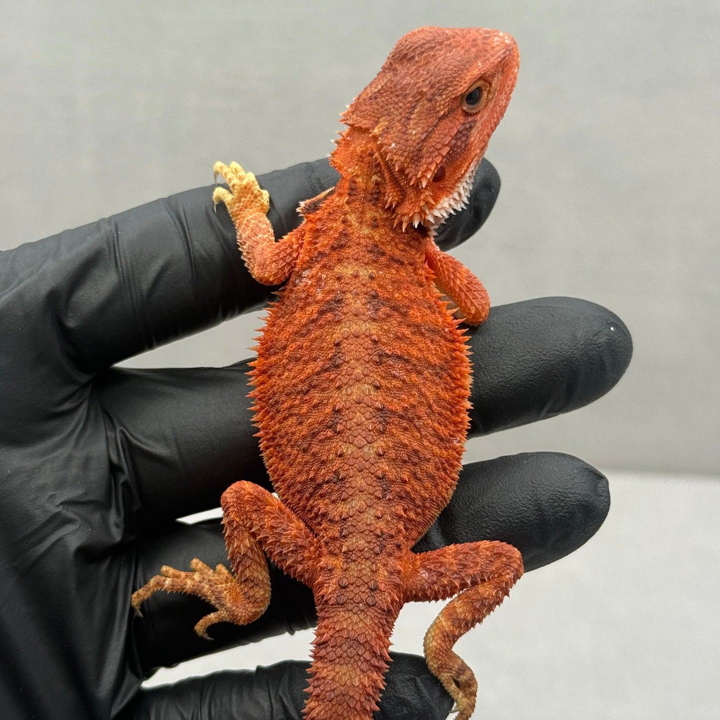 Red Bearded Dragon 692