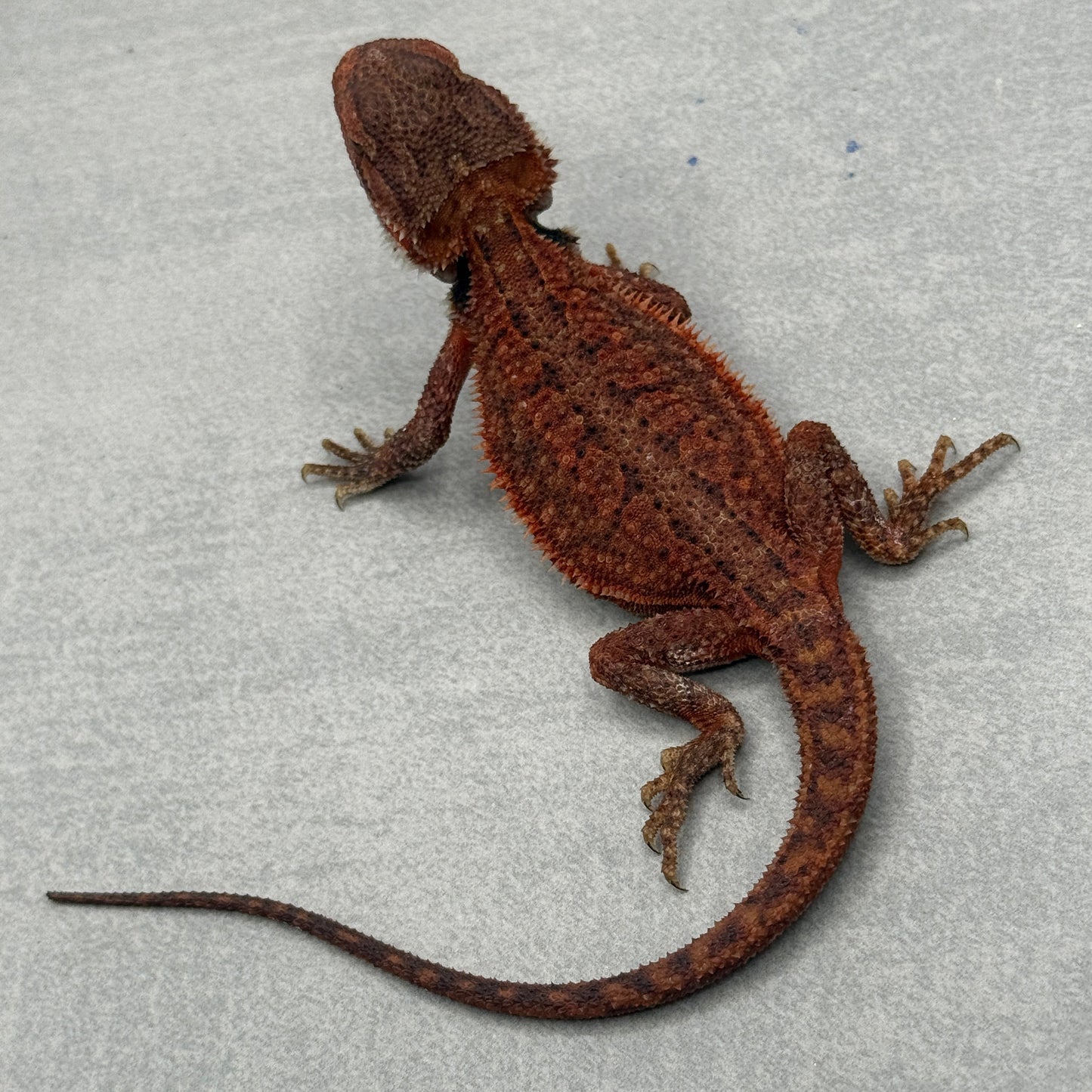 Dunner Trans Red Bearded Dragon 693