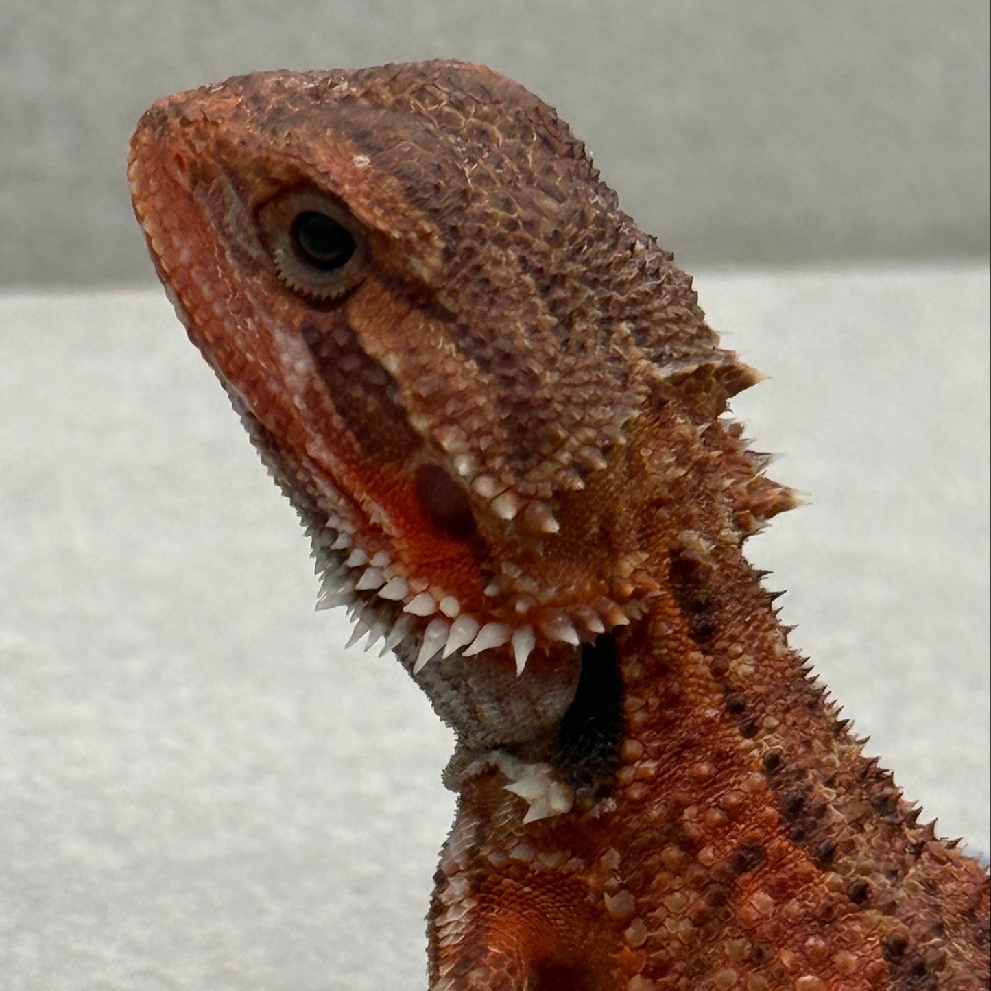 Dunner Trans Red Bearded Dragon 693