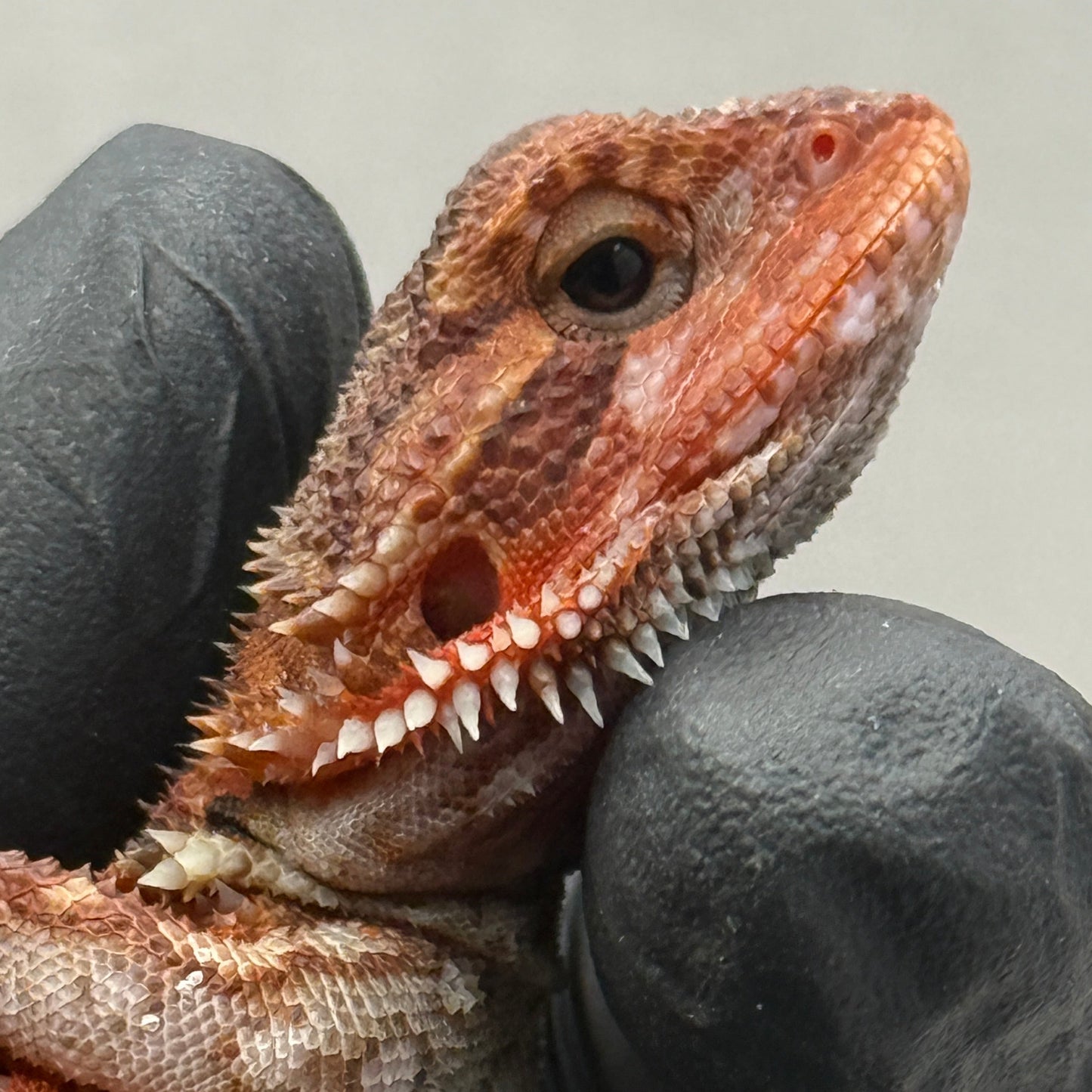 Dunner Trans Red Bearded Dragon 693