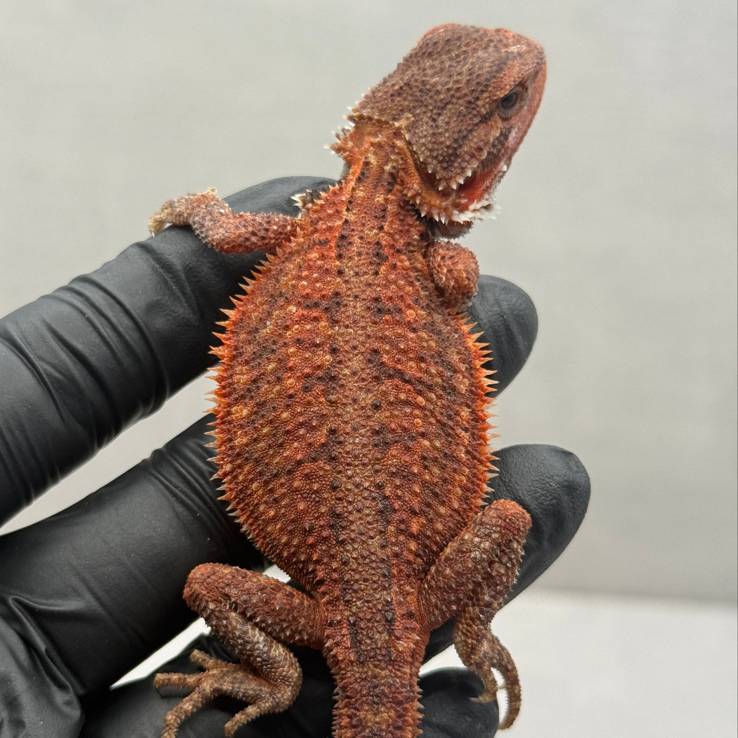 Dunner Trans Red Bearded Dragon 693