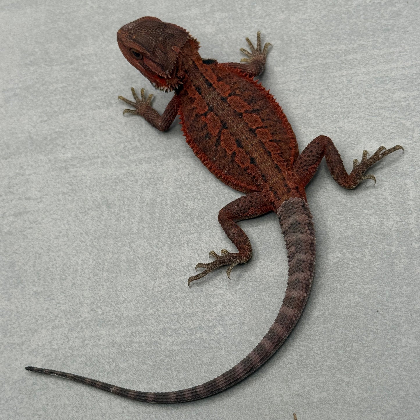 Red Bearded Dragon 694
