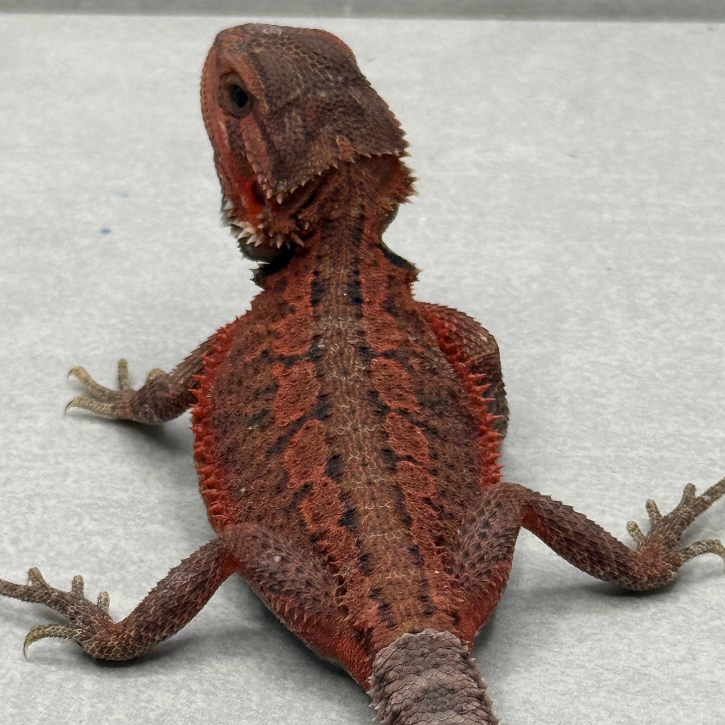 Red Bearded Dragon 694