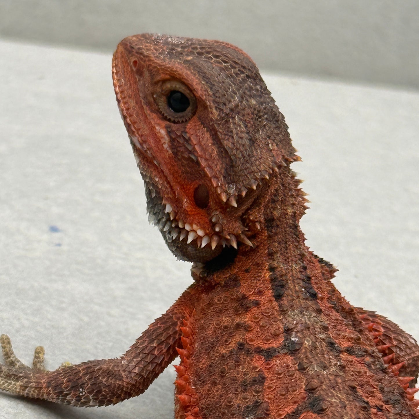Red Bearded Dragon 694
