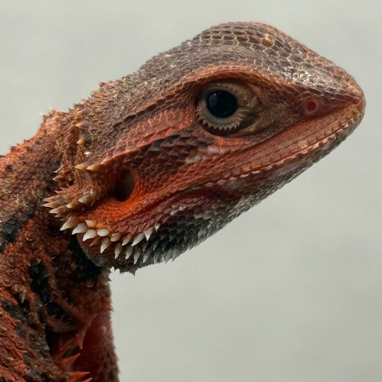 Red Bearded Dragon 694