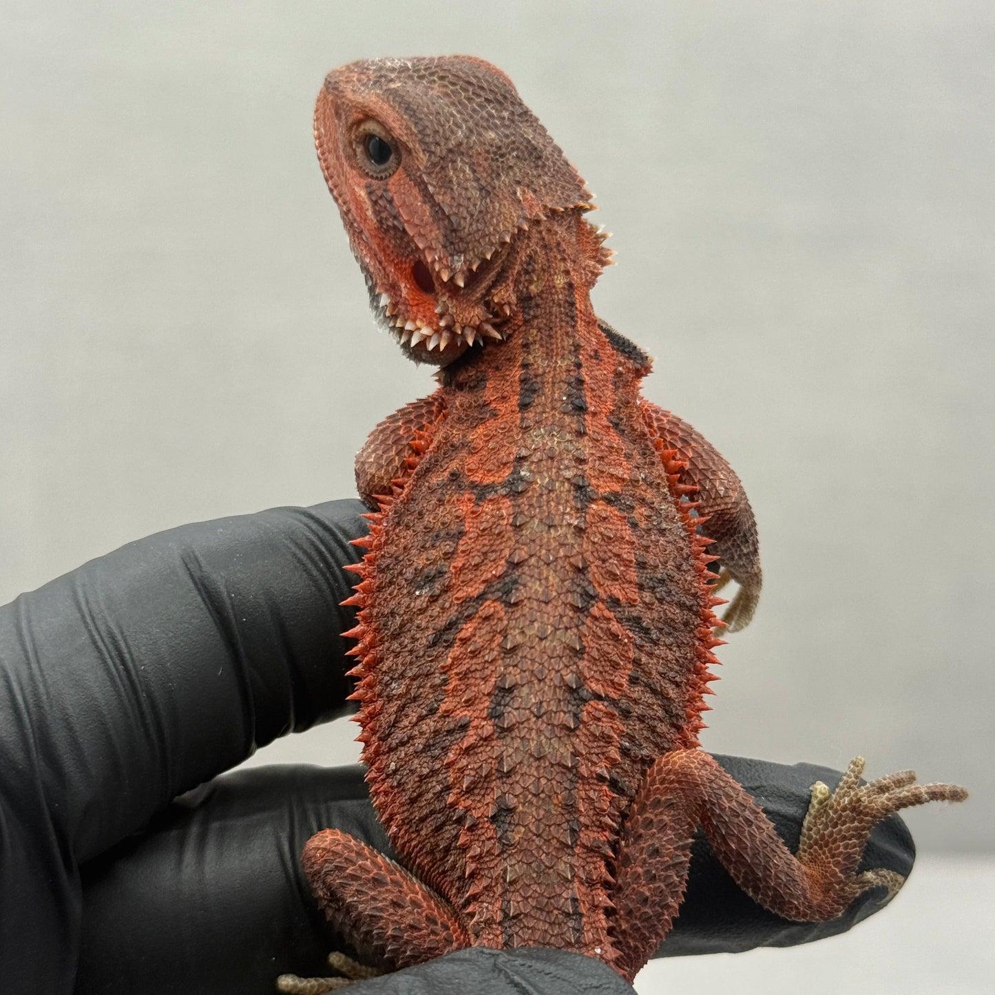 Red Bearded Dragon 694