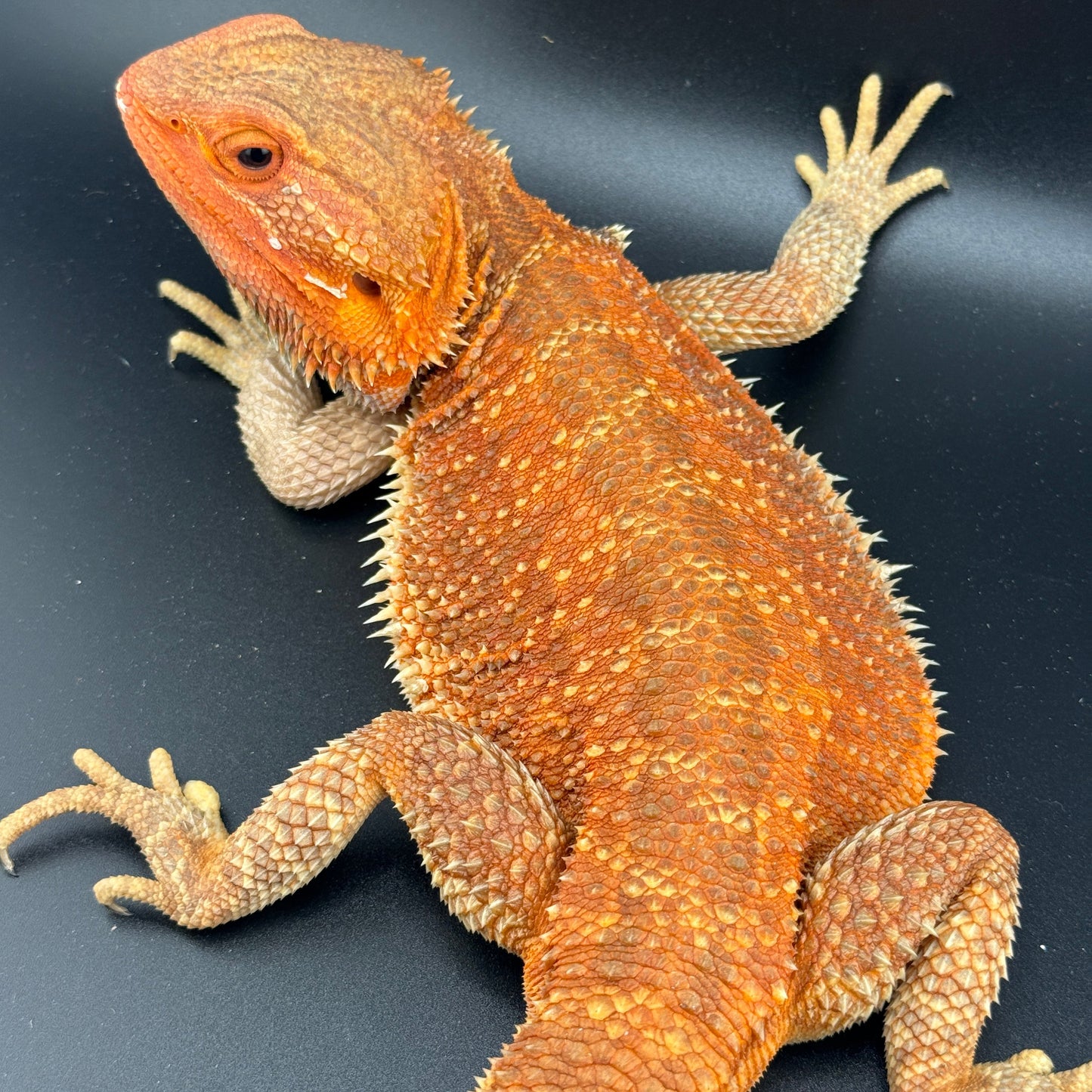 HUGE Red Hypo Het Witblit Adult Bearded Dragon (RTB)
