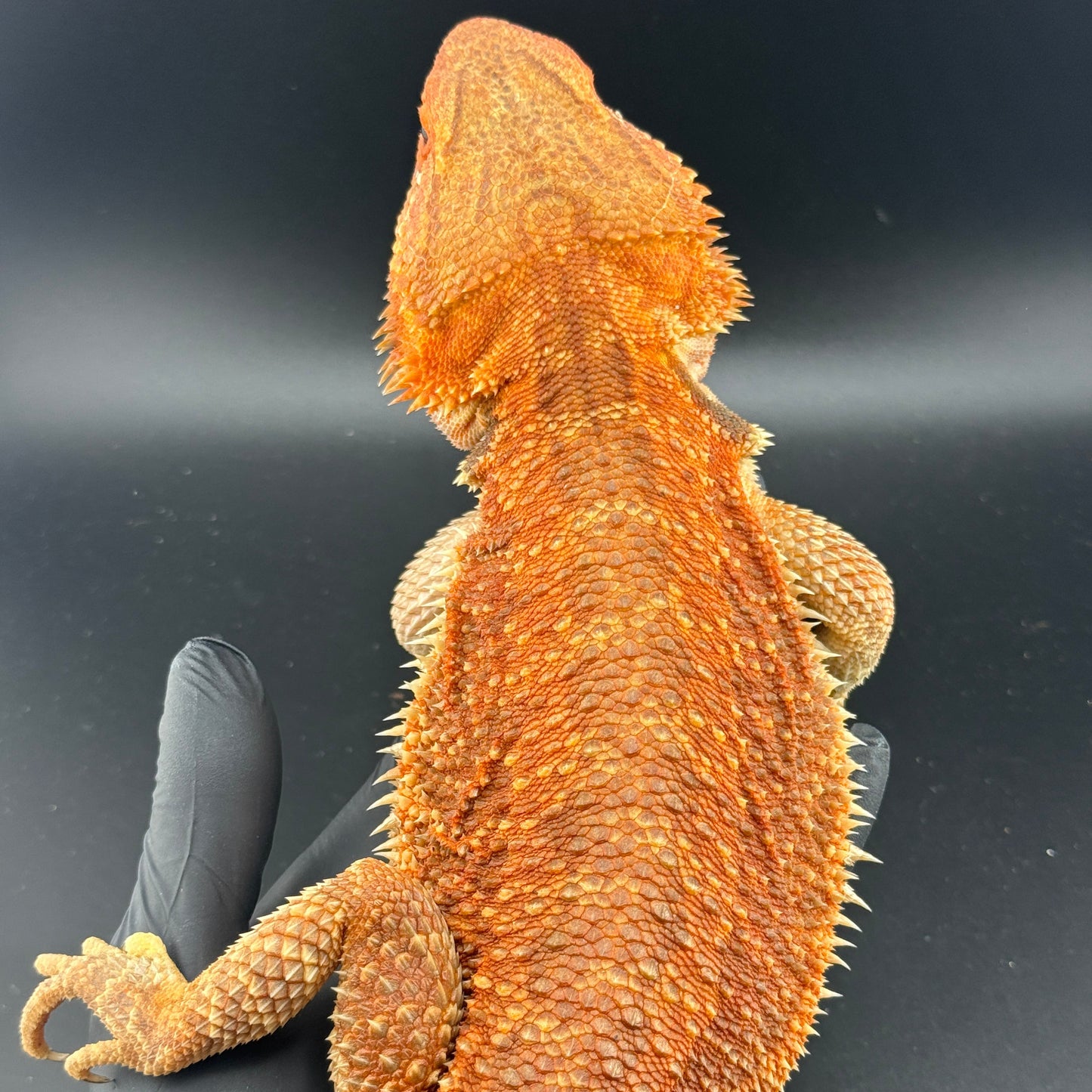 HUGE Red Hypo Het Witblit Adult Bearded Dragon (RTB)