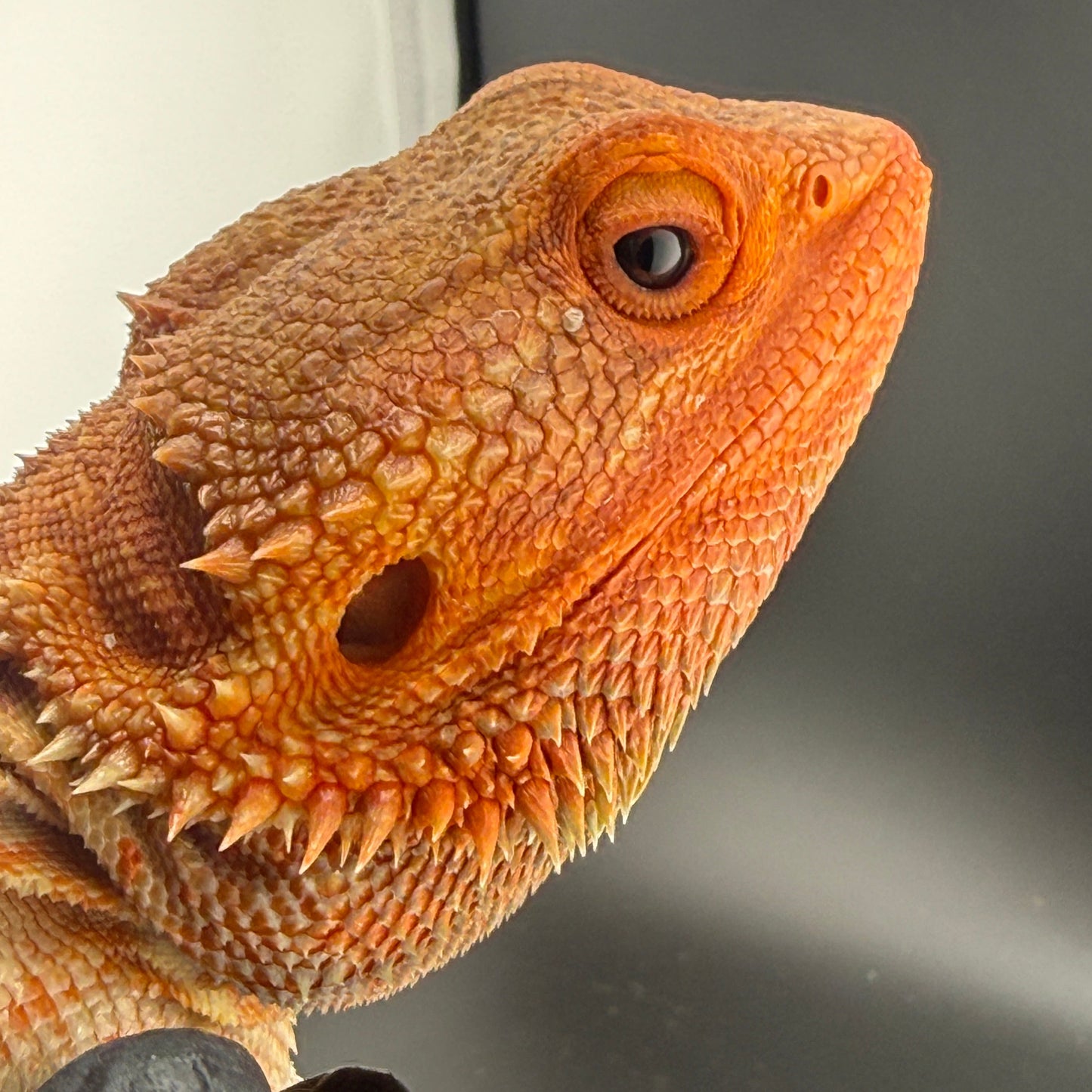 HUGE Red Hypo Het Witblit Adult Bearded Dragon (RTB)