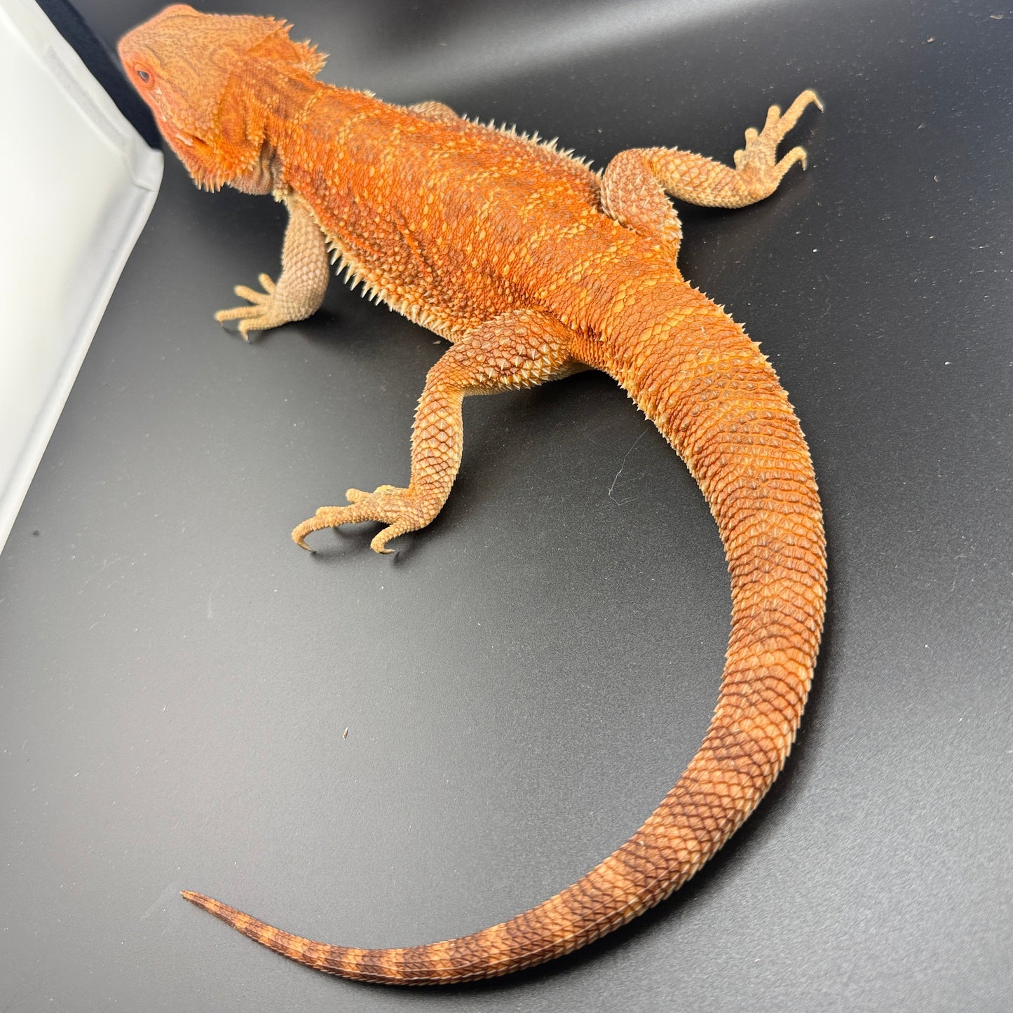 HUGE Red Hypo Het Witblit Adult Bearded Dragon (RTB)