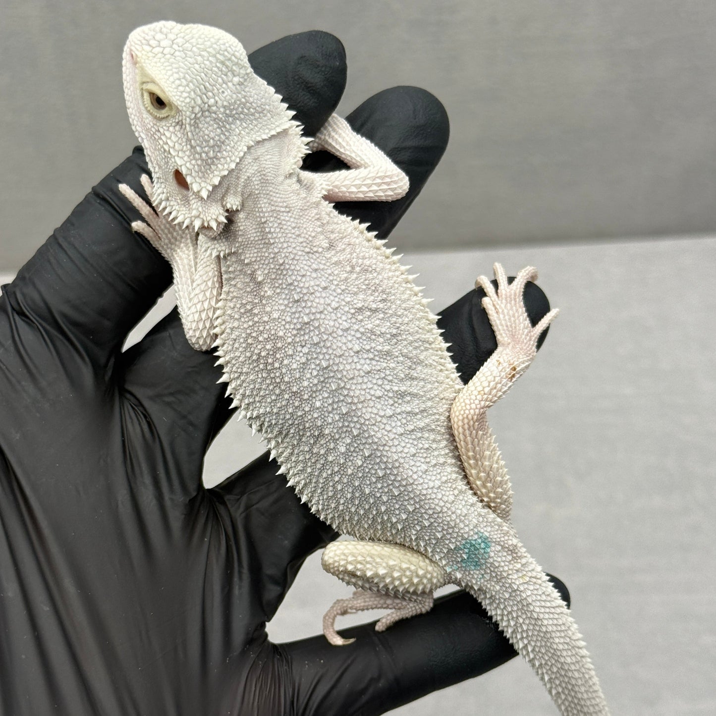 Hypo Zero Bearded Dragon 771