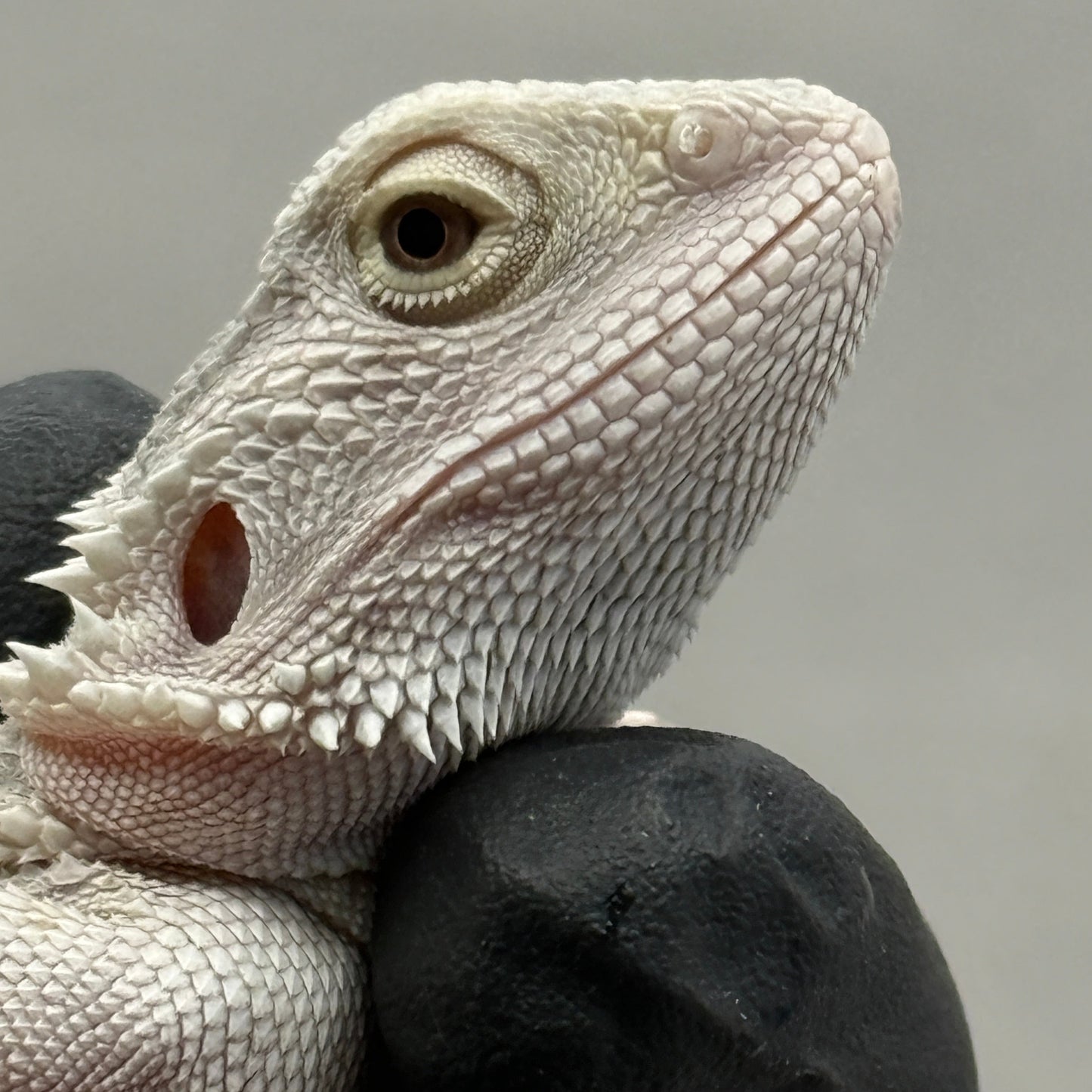 Hypo Zero Bearded Dragon 771