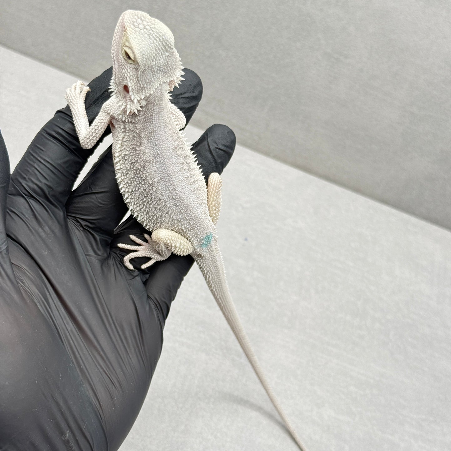 Hypo Zero Bearded Dragon 771