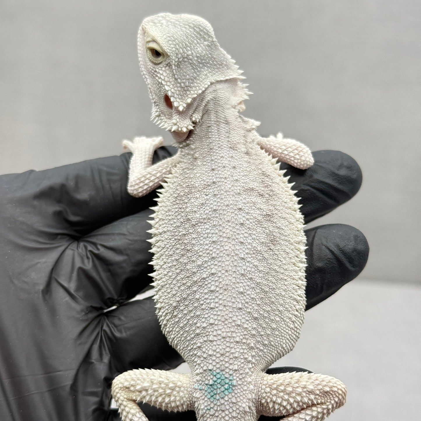 Hypo Zero Bearded Dragon 771
