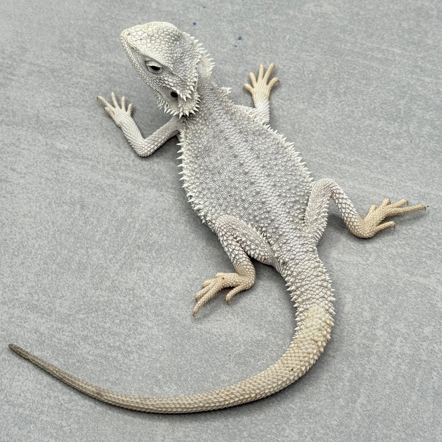 Hypo Zero Bearded Dragon 411