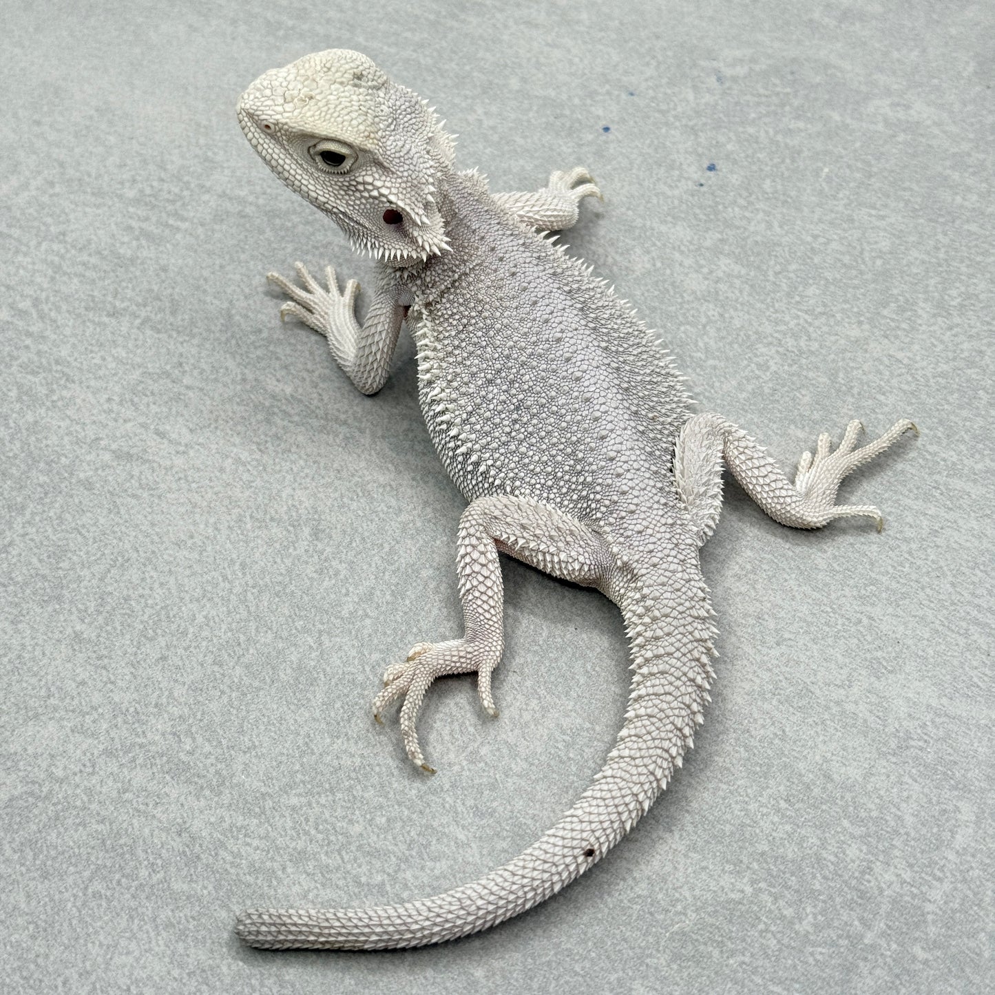Hypo Zero Bearded Dragon 412
