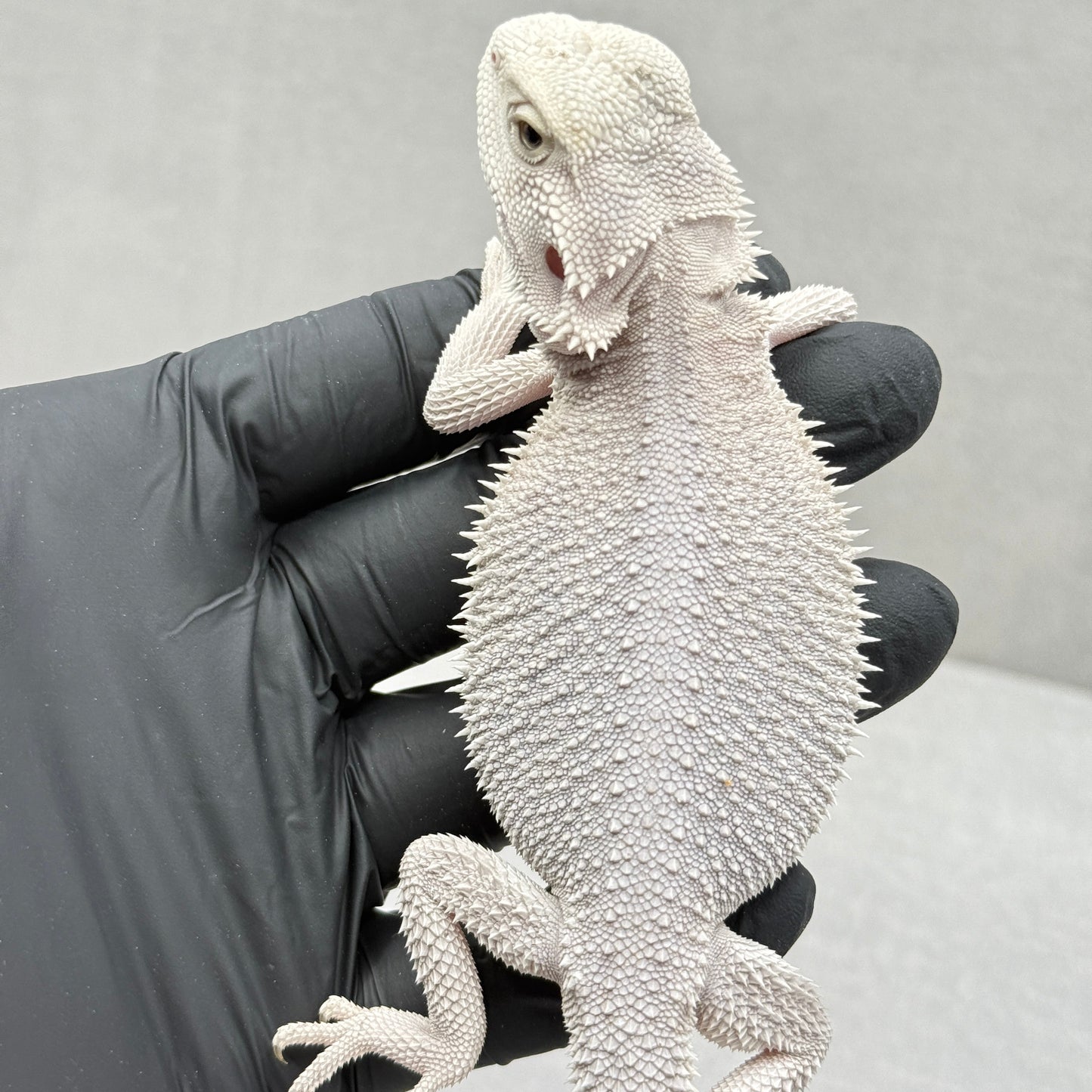 Hypo Zero Bearded Dragon 412