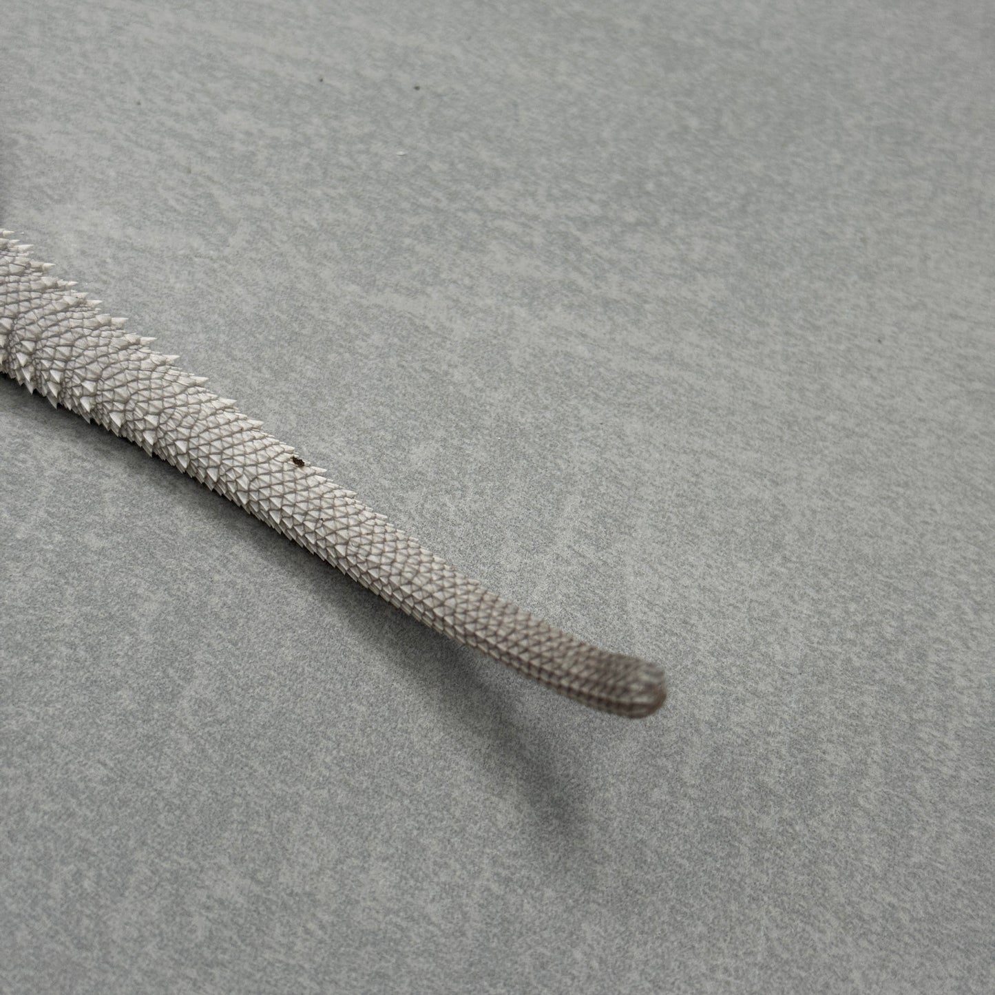 Hypo Zero Bearded Dragon 412