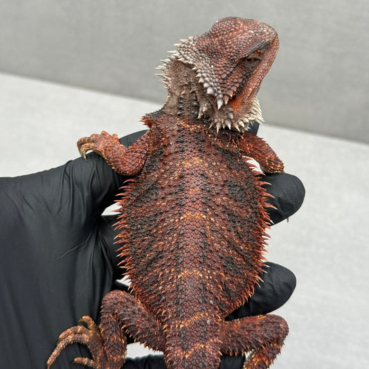 75% Red Monster Bearded Dragon 414