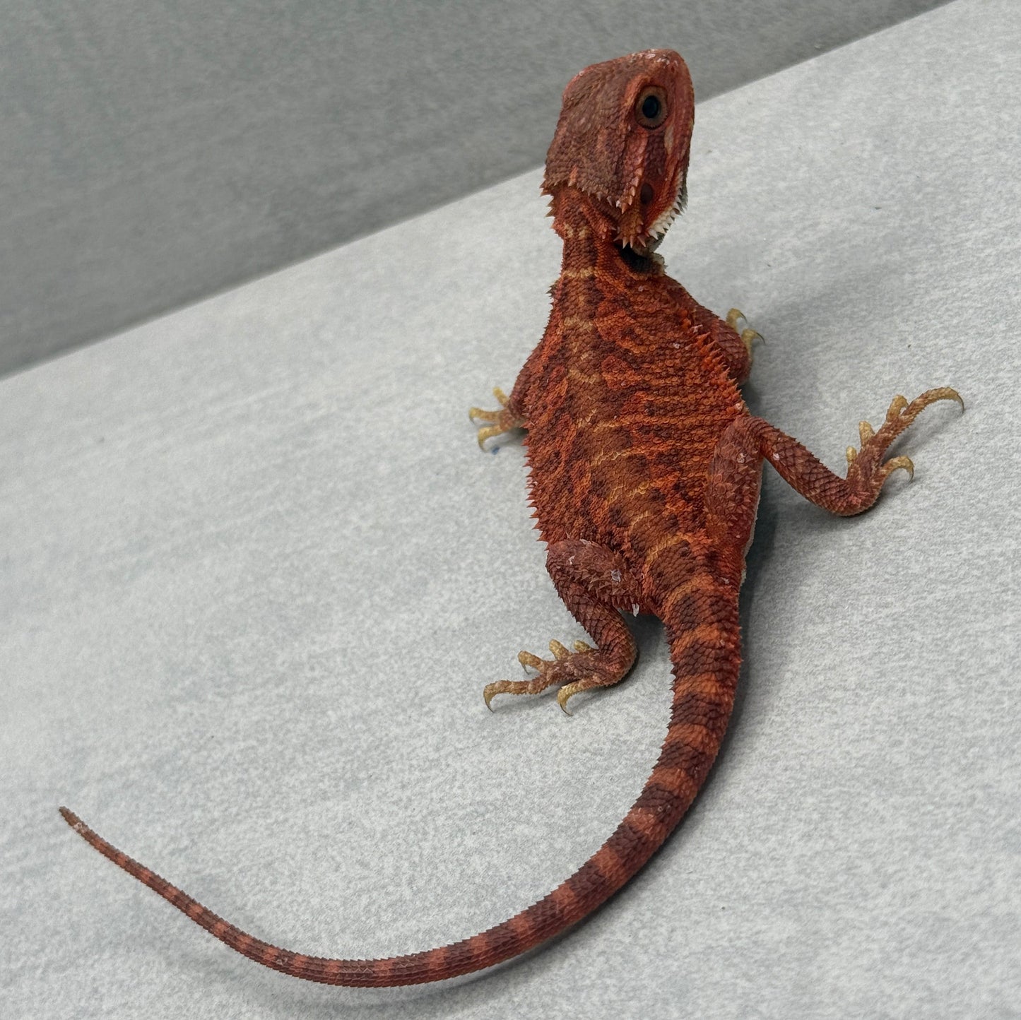 Red Trans Bearded Dragon 695