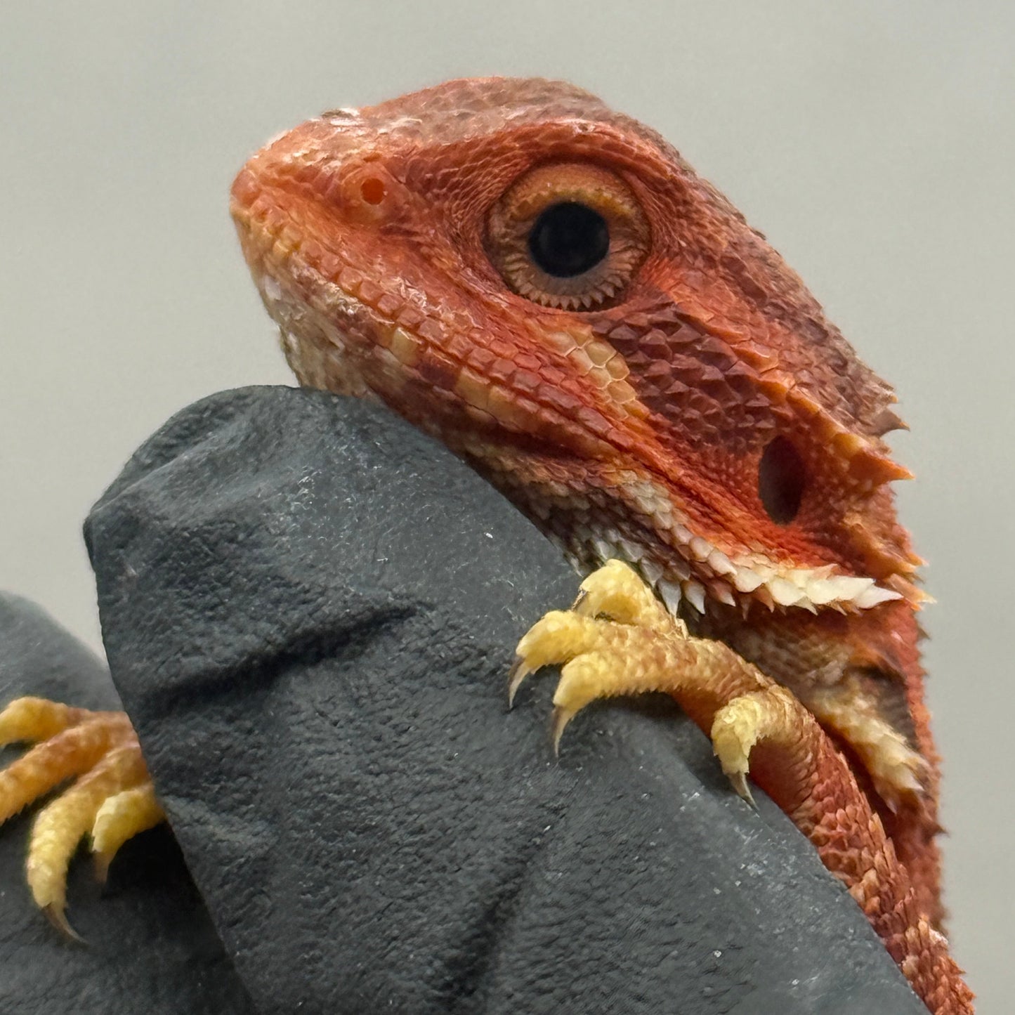 Red Trans Bearded Dragon 695