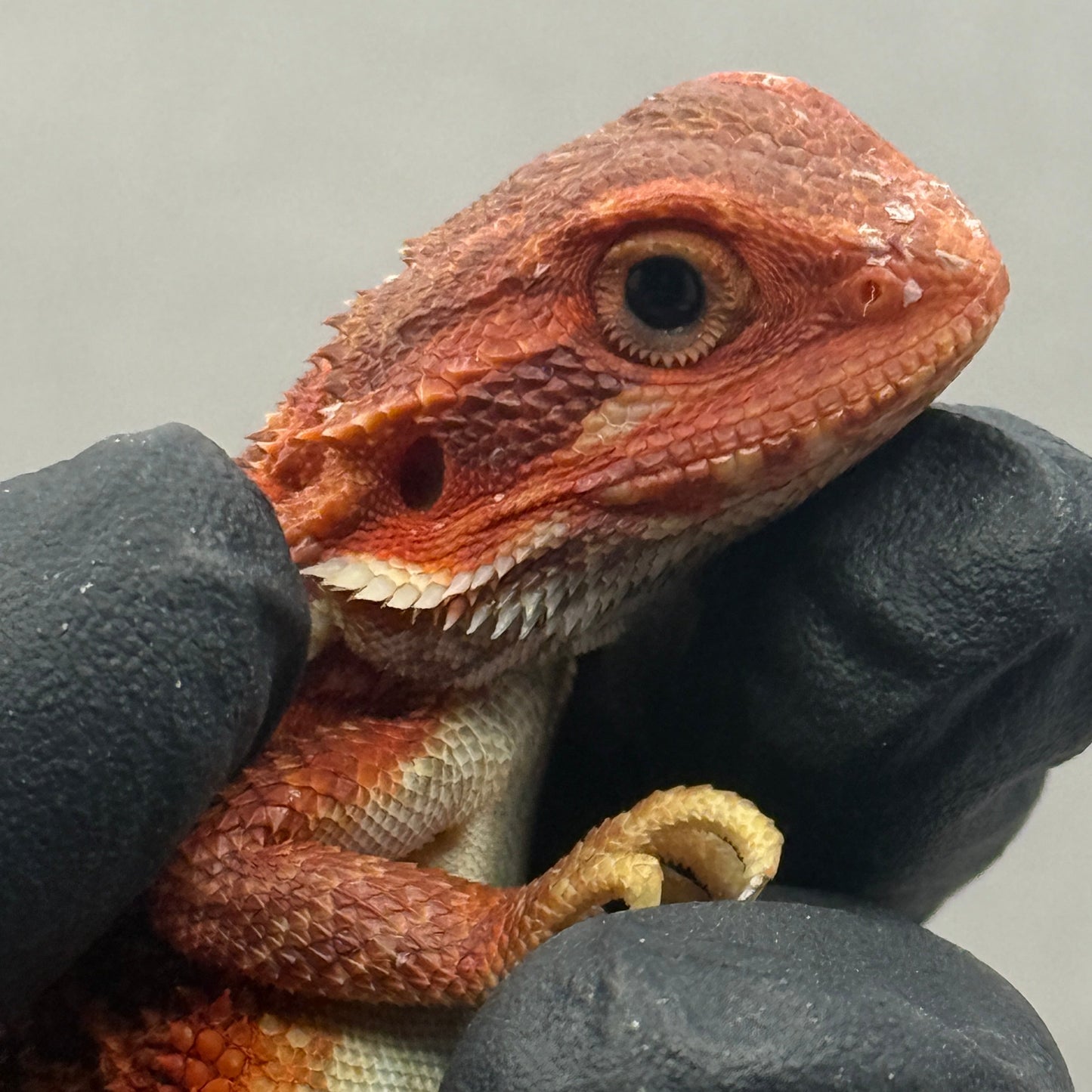 Red Trans Bearded Dragon 695