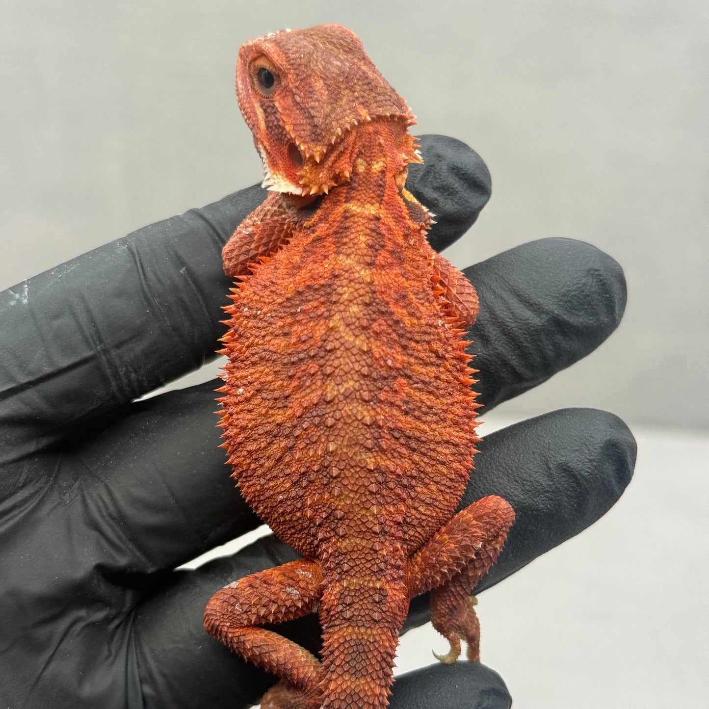 Red Trans Bearded Dragon 695